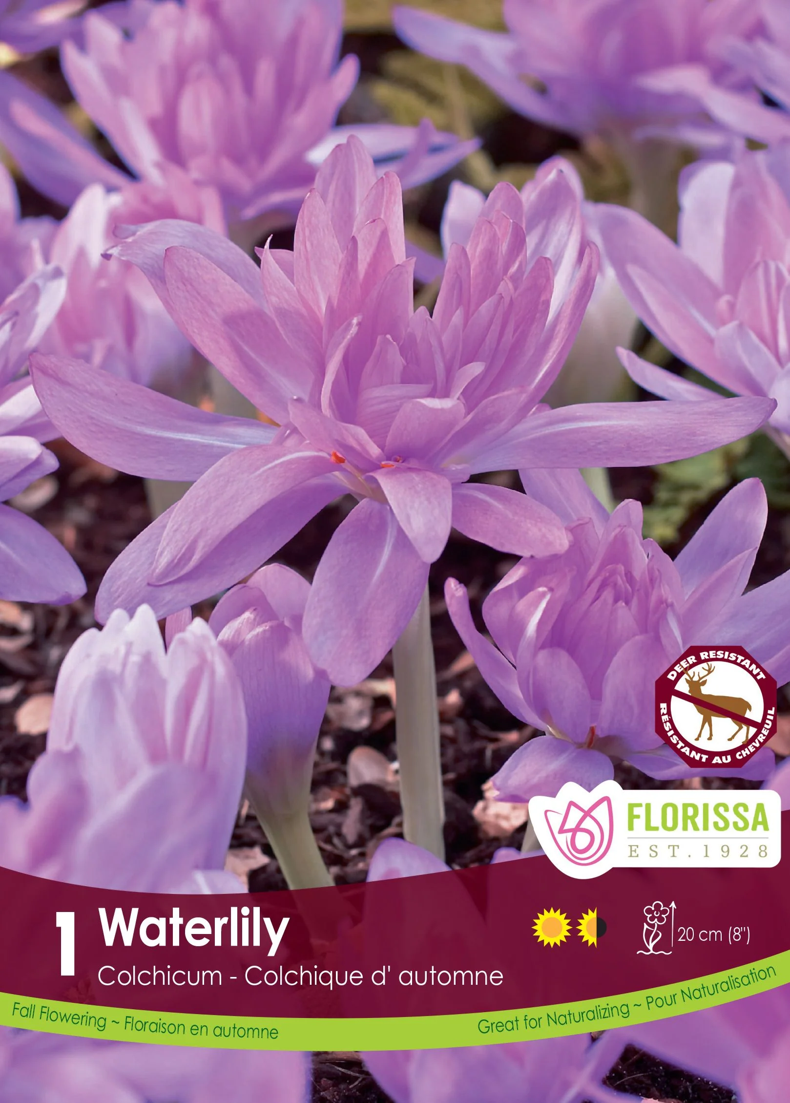 Colchicum Waterlily
