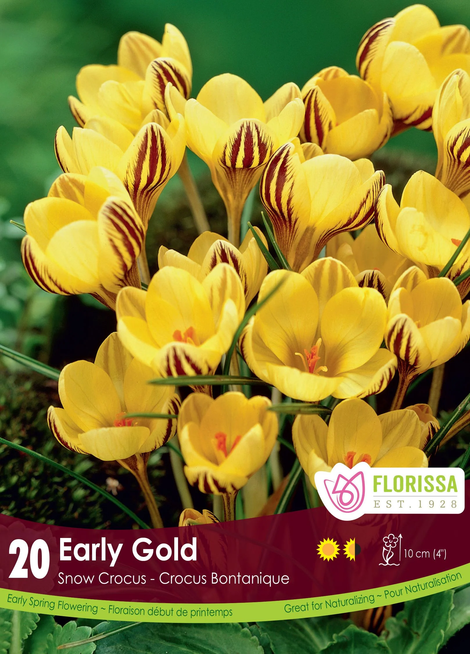 Crocus Early Gold