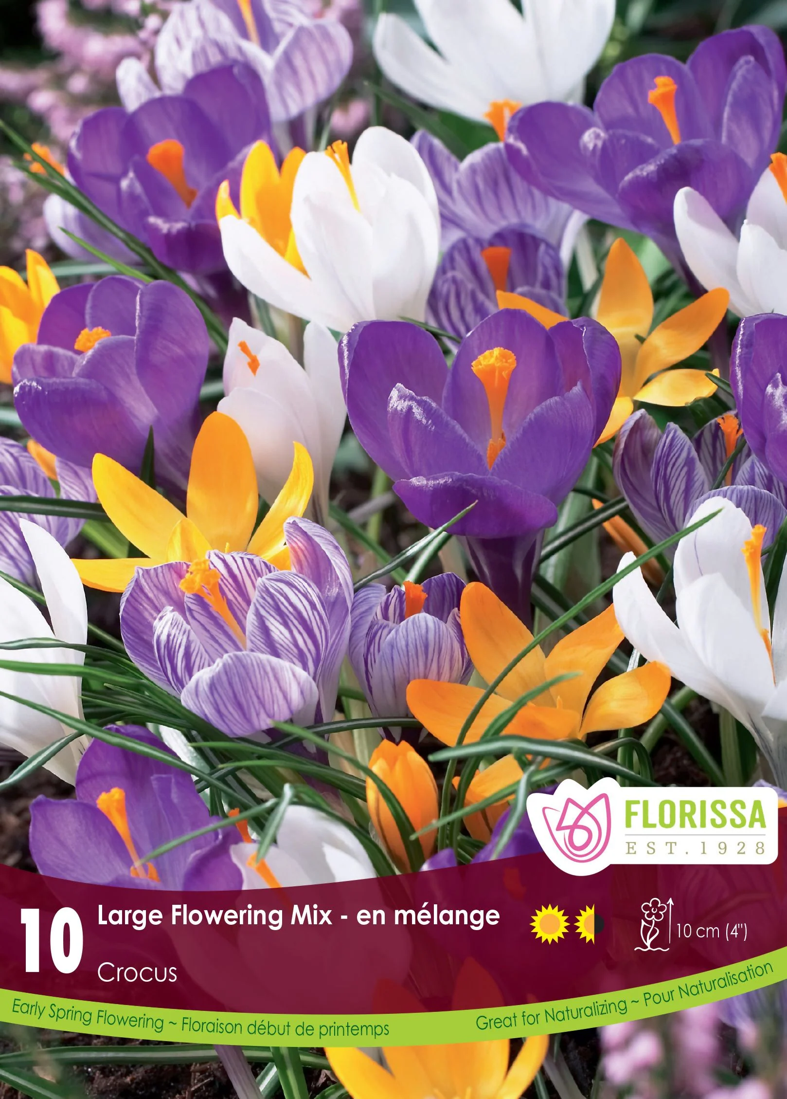 Crocus Grandiflora Mix 8/9
