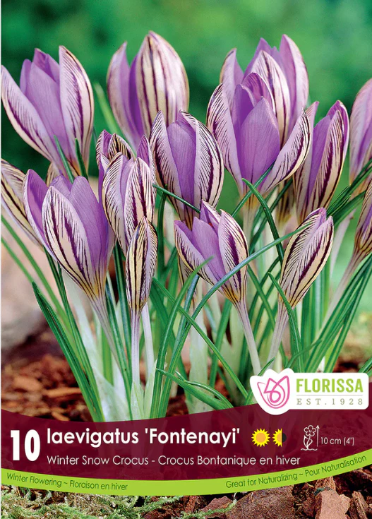 Crocus 'Laevigatus Fontenayi'