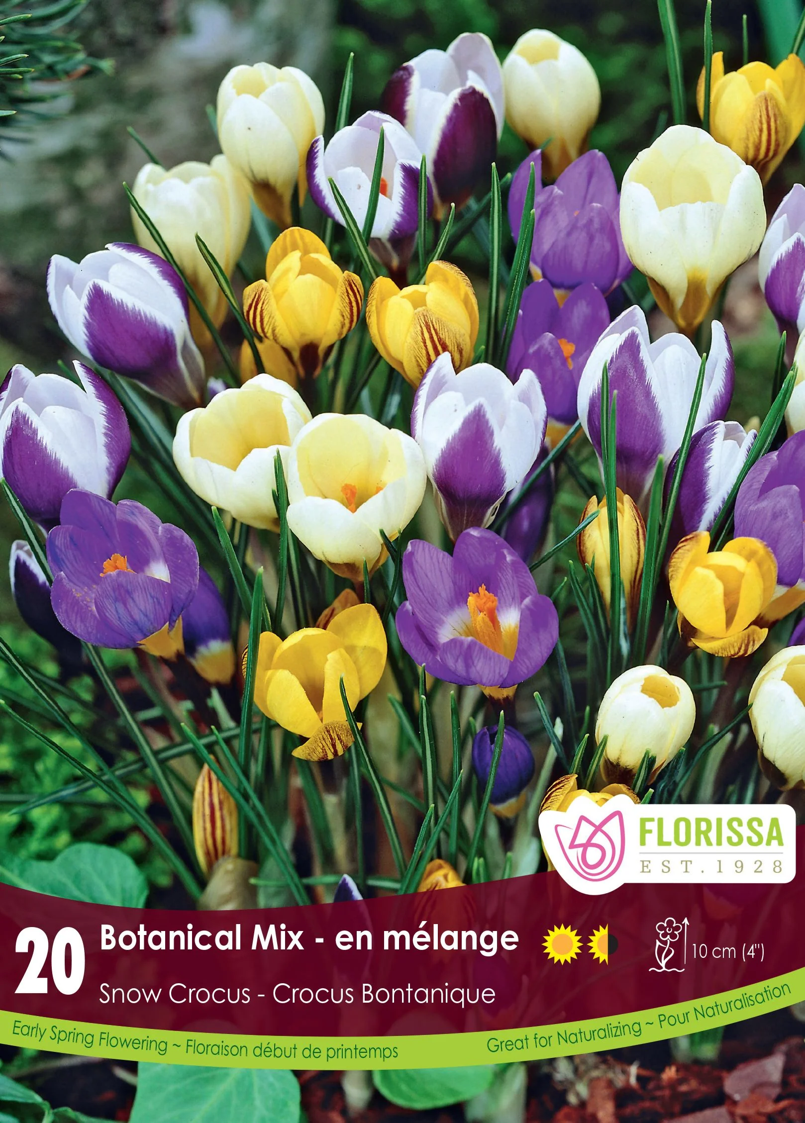 Crocus Mixed Colours