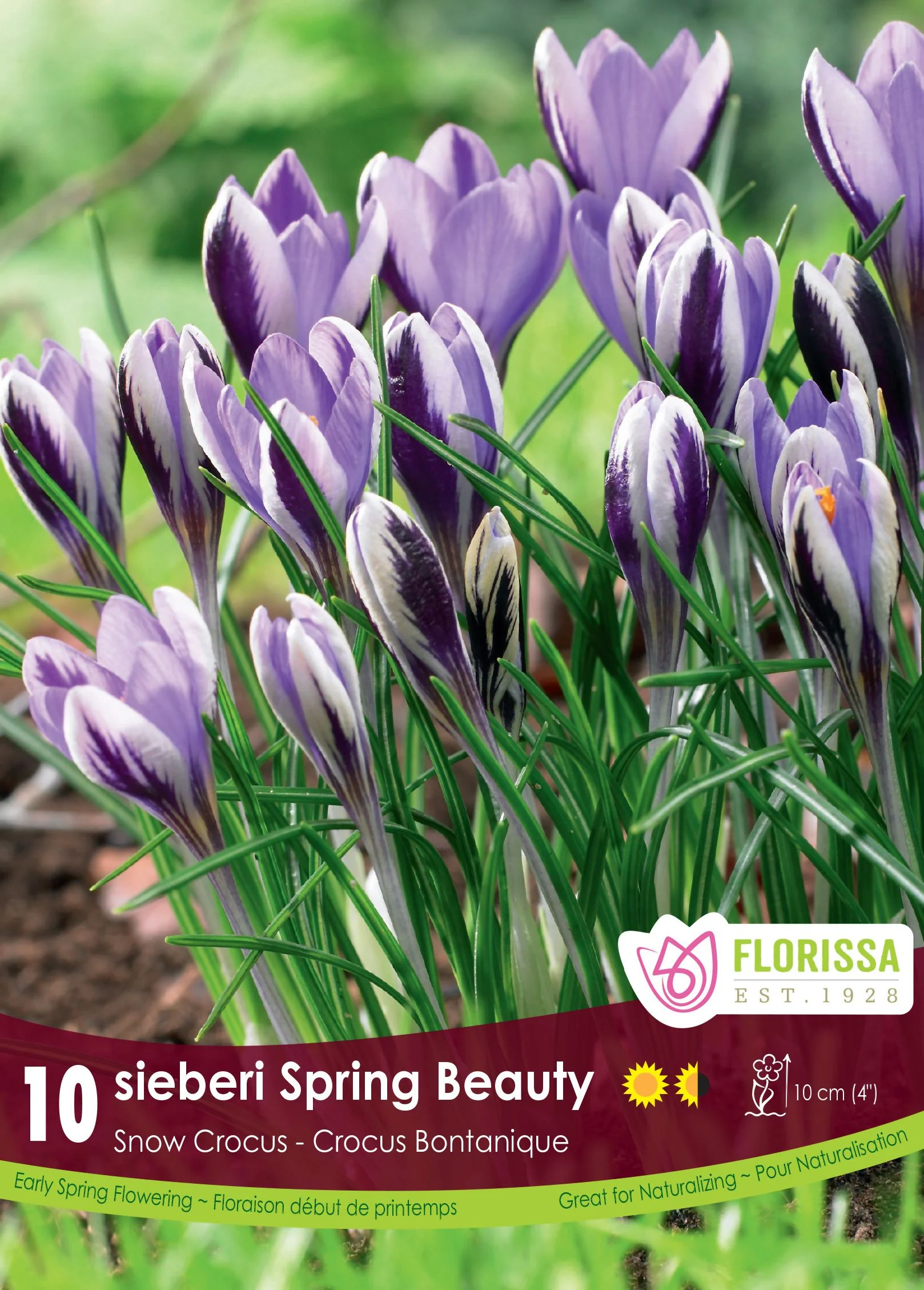 Crocus Sieberi Spring Beauty