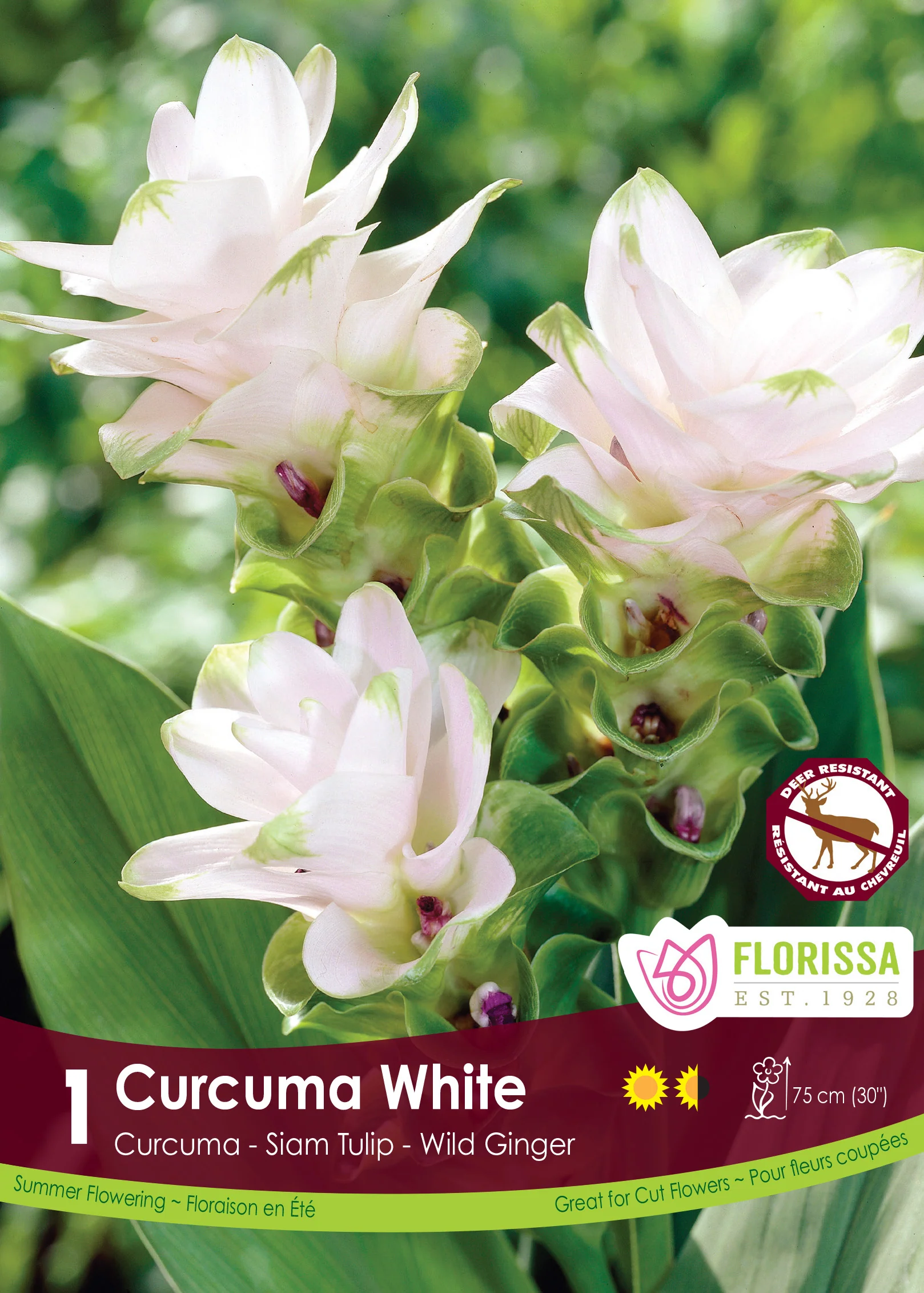 Curcuma 'White'