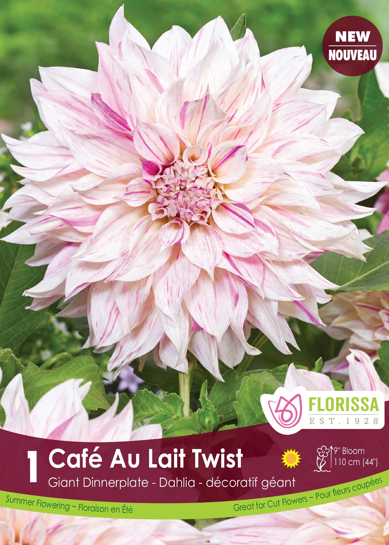 Dahlia 'Café au Lait Twist'