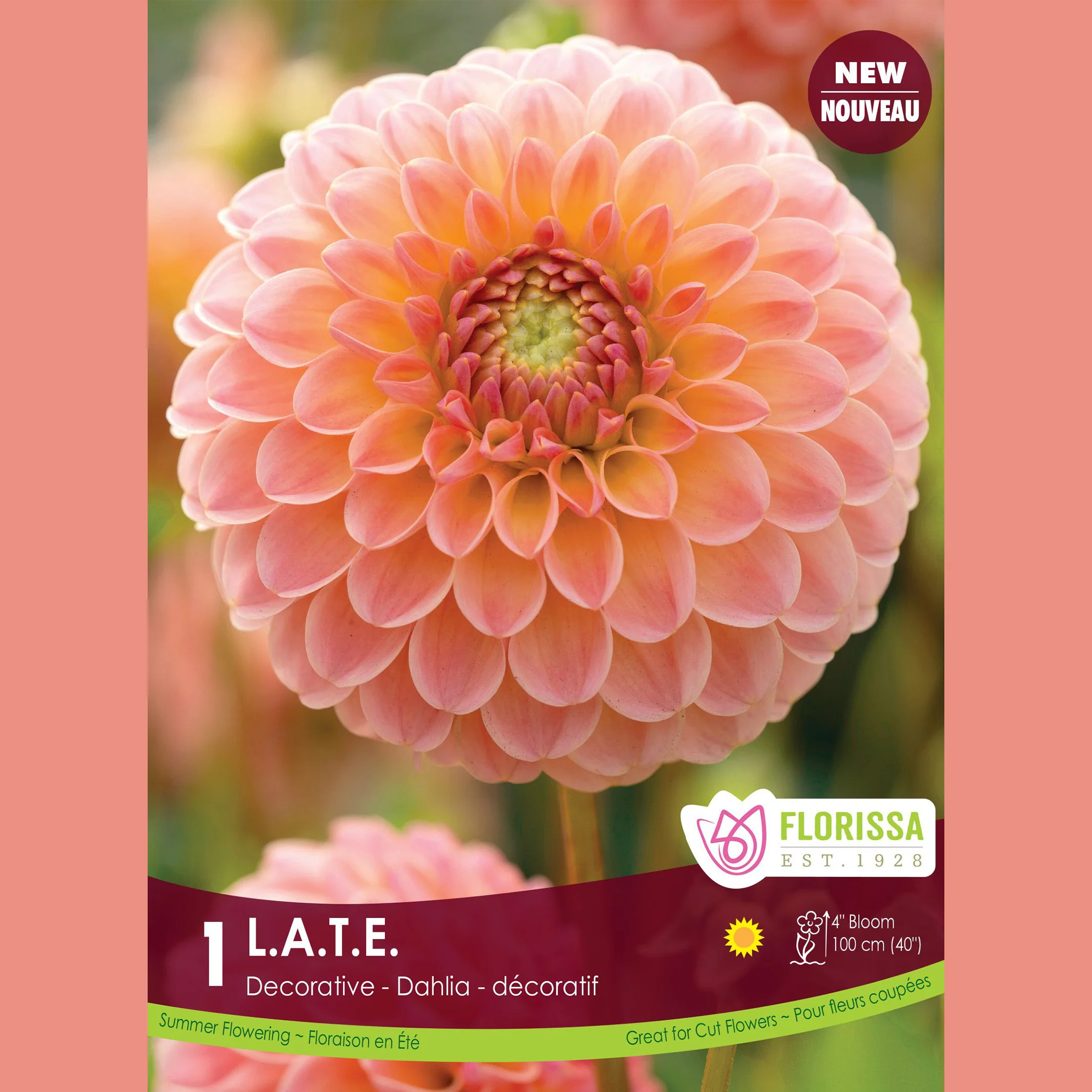 Dahlia Décoratif 'L.A.T.E' (1 tubercule)