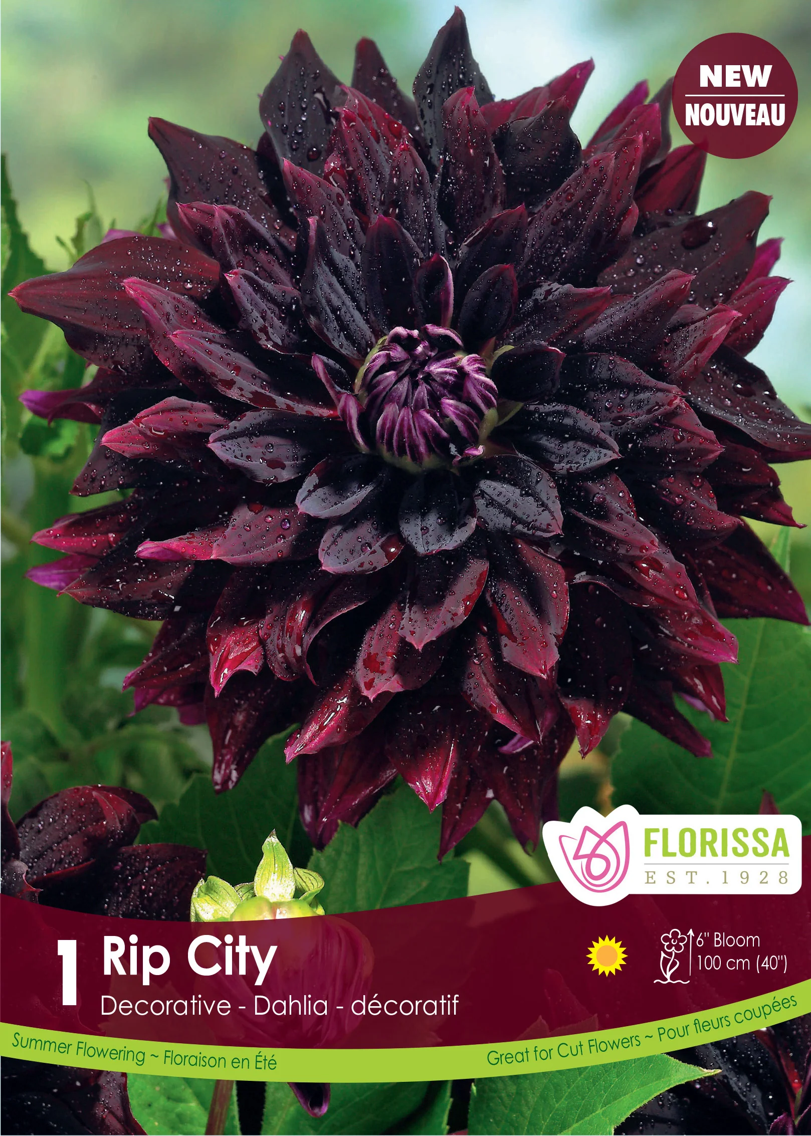 Dahlia décoratif 'Rip City'
