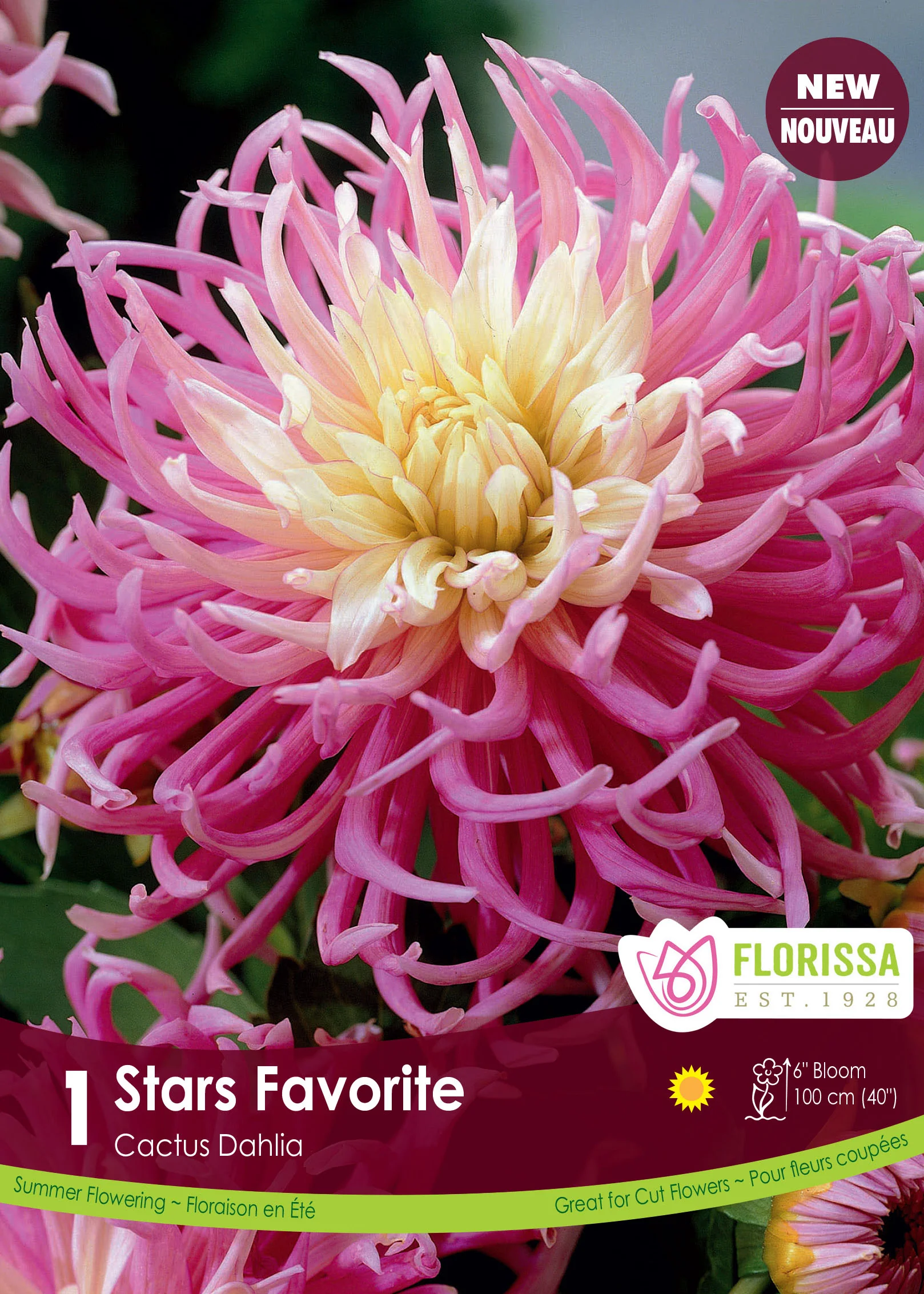 Dahlia cactus 'Stars Favourite'