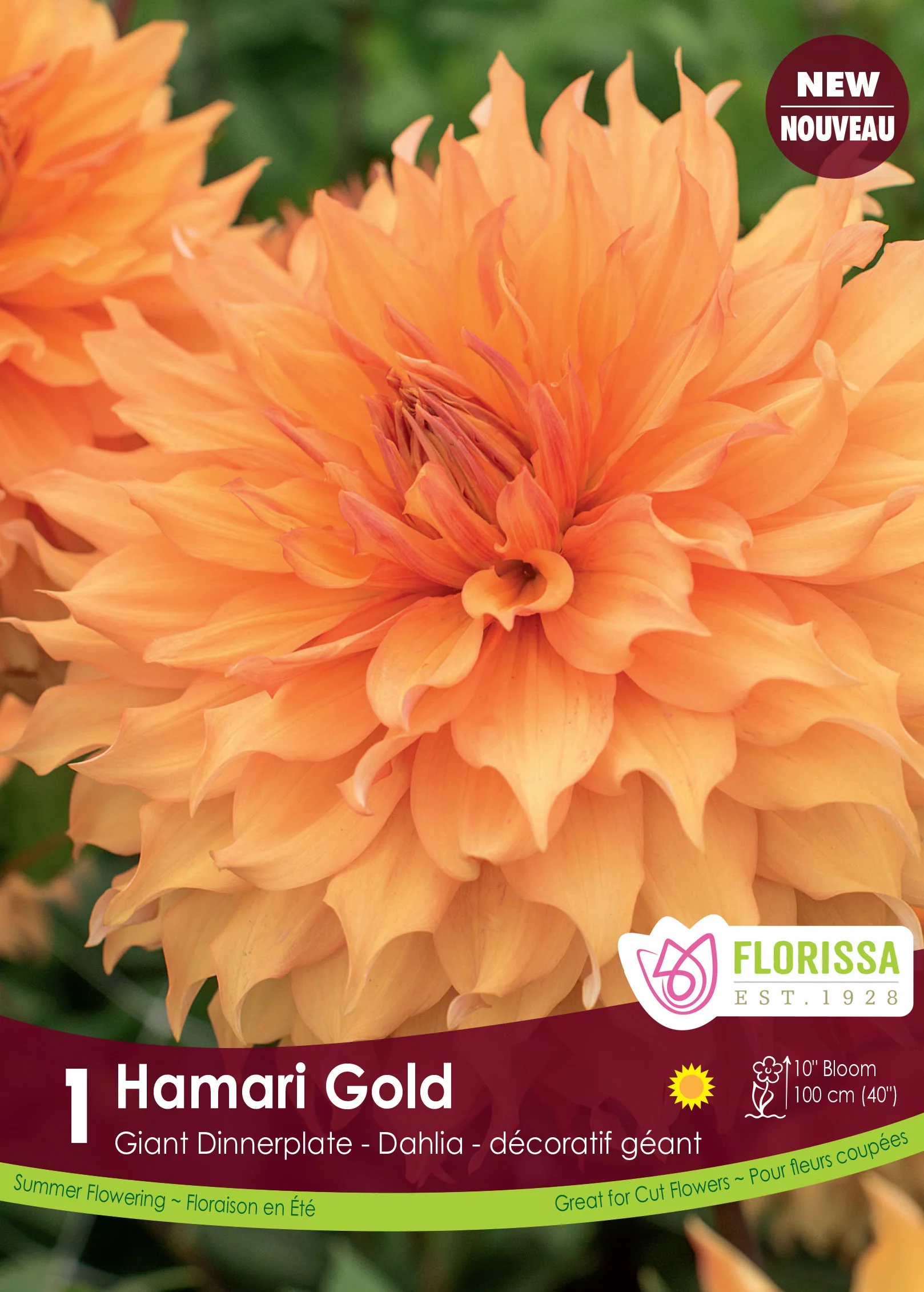 Dahlia géant 'Hamari Gold'