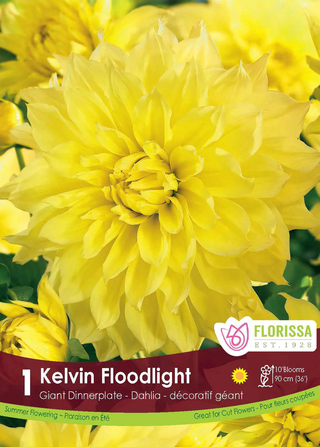 Dahlia géant 'Kelvin Floodlight'