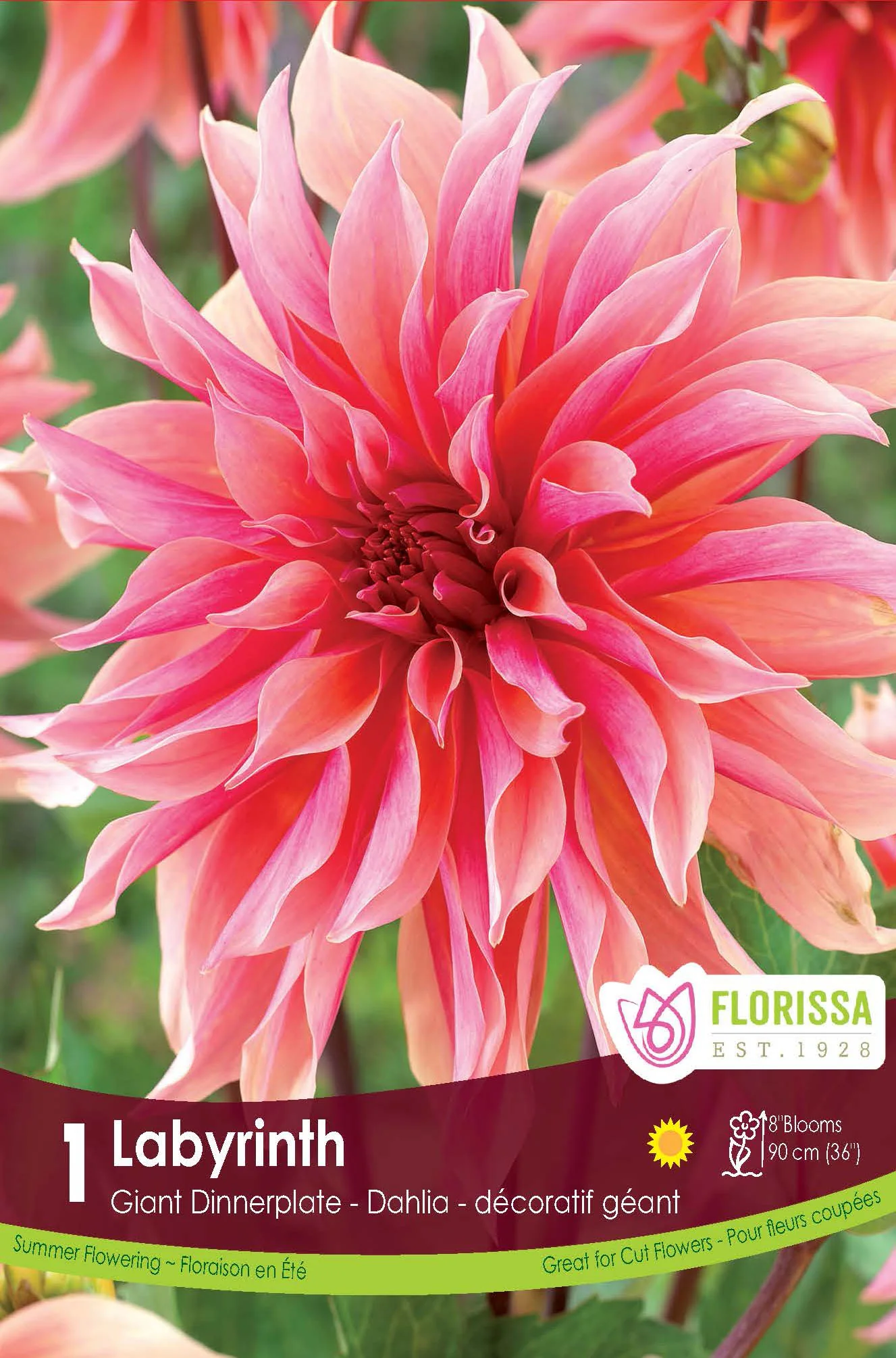 Dahlia géant 'Labyrinth'
