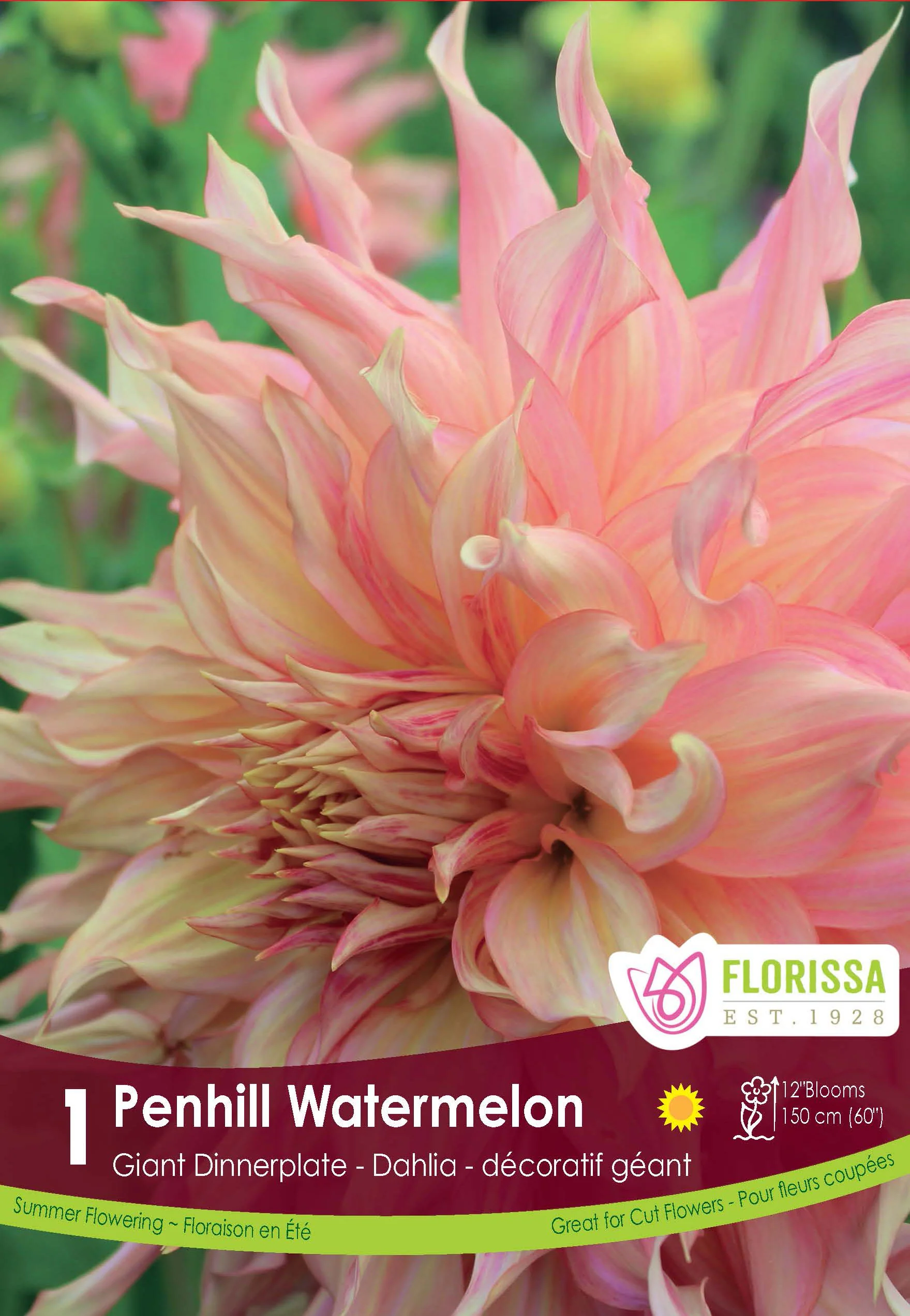 Dahlia géant 'Penhill Watermelon'