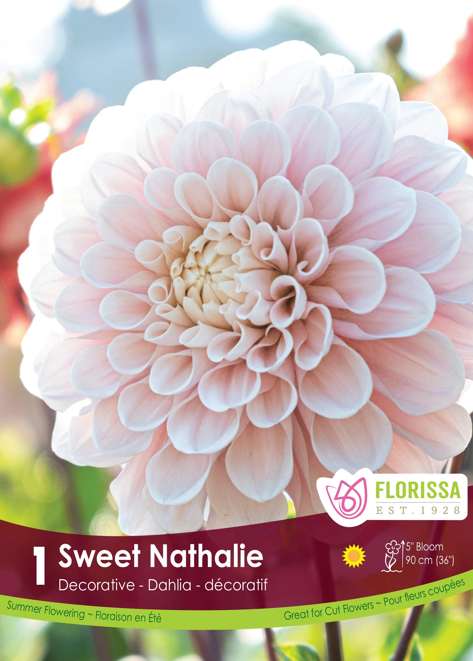 Dahlia 'Sweet Nathalie'