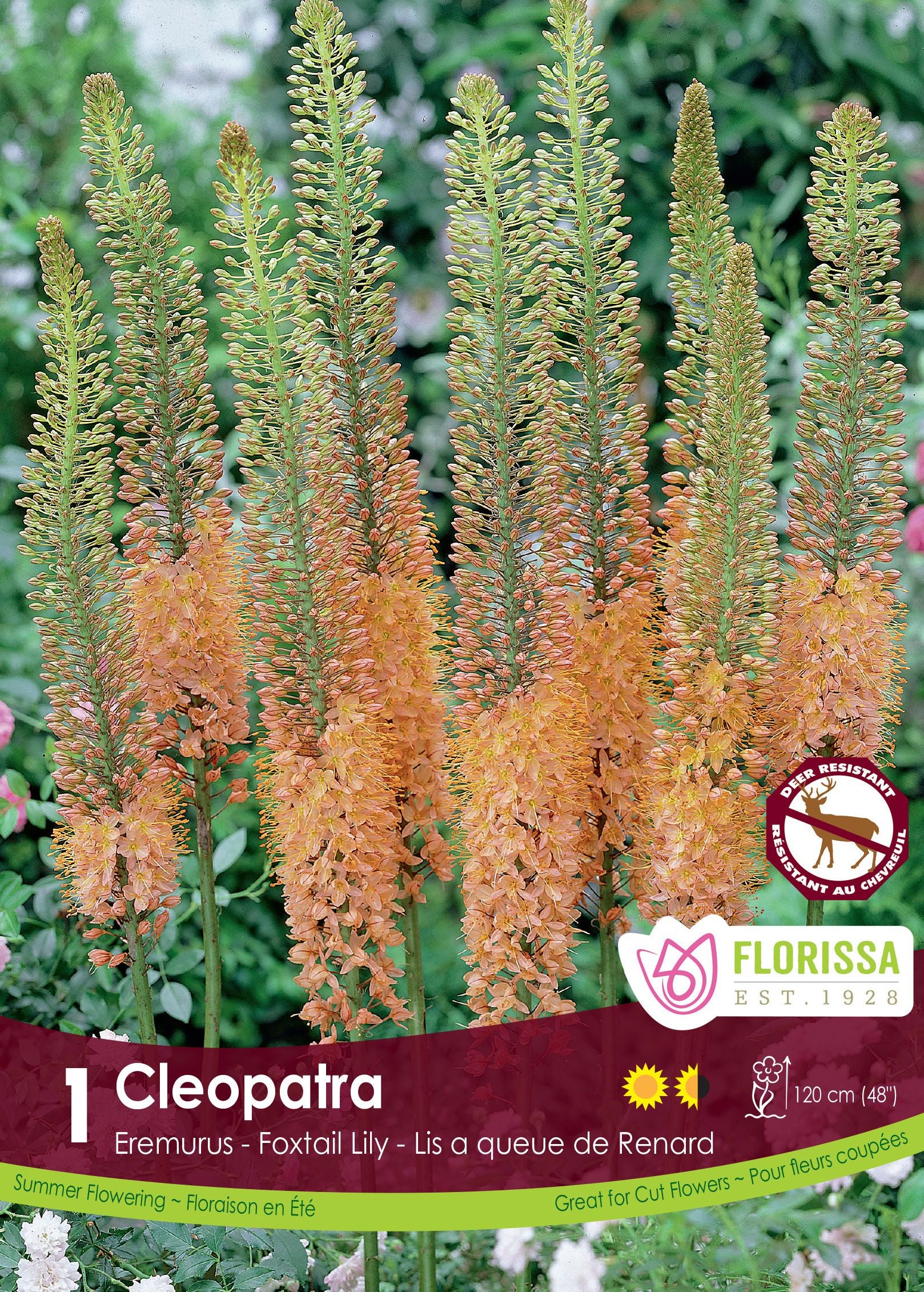 Éremurus 'Copper'