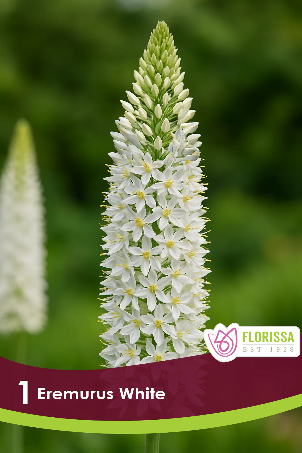 Éremurus 'White'