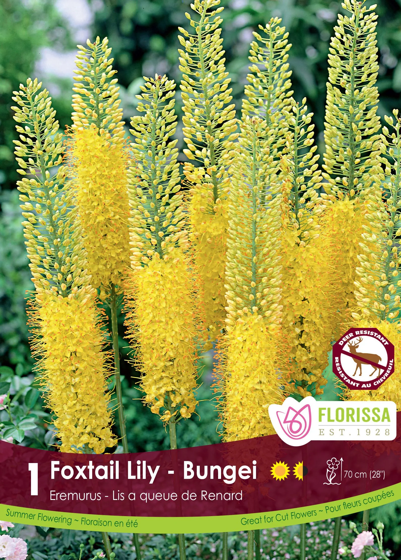 Éremurus 'Yellow'