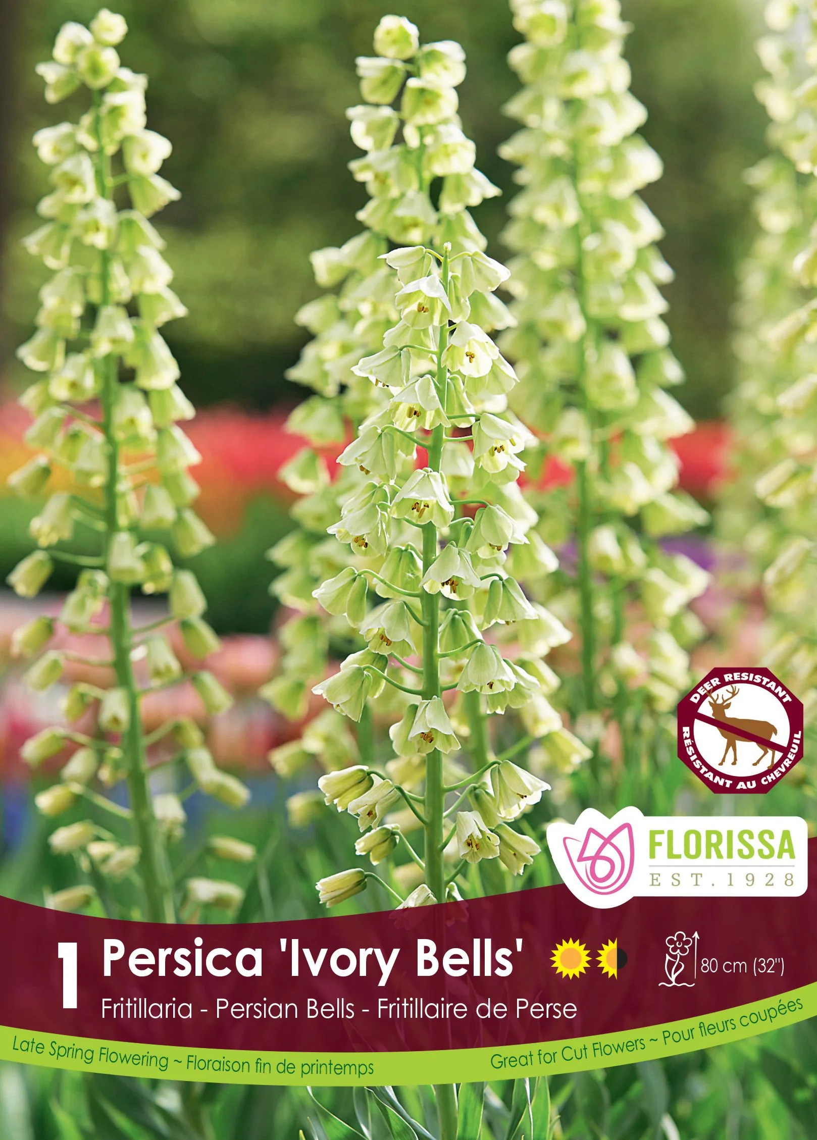 Fritillaria Persica Ivory Bells
