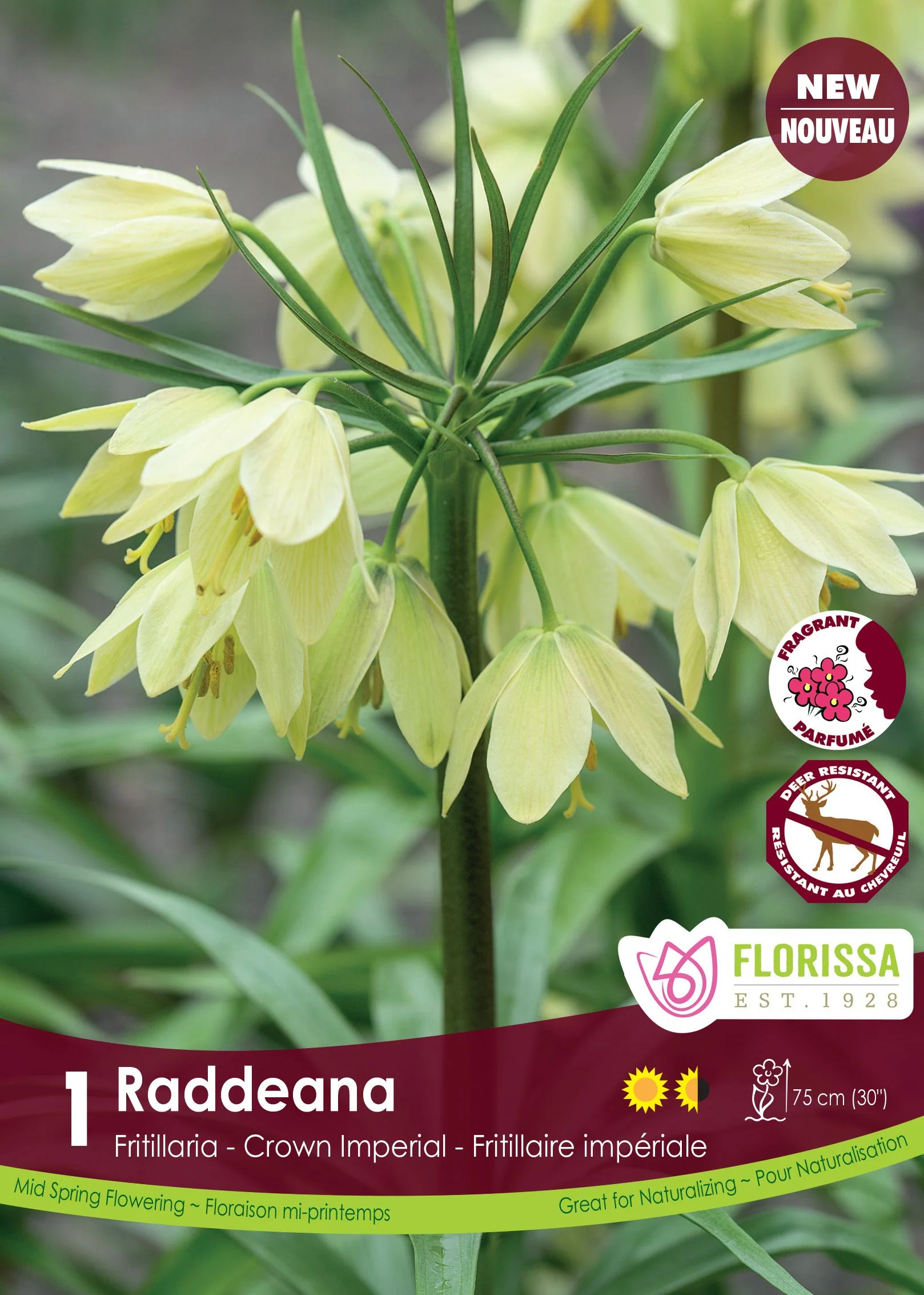 Fritillaria Raddeana