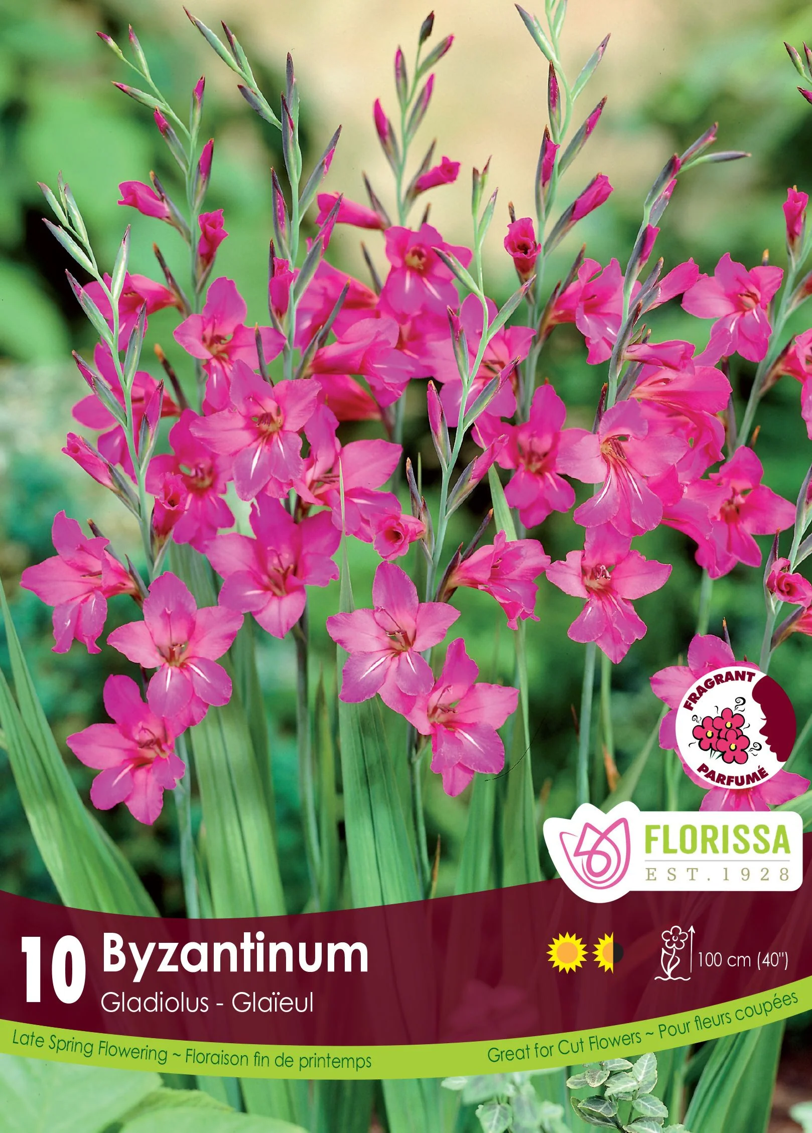 Gladiolus Byzantinum
