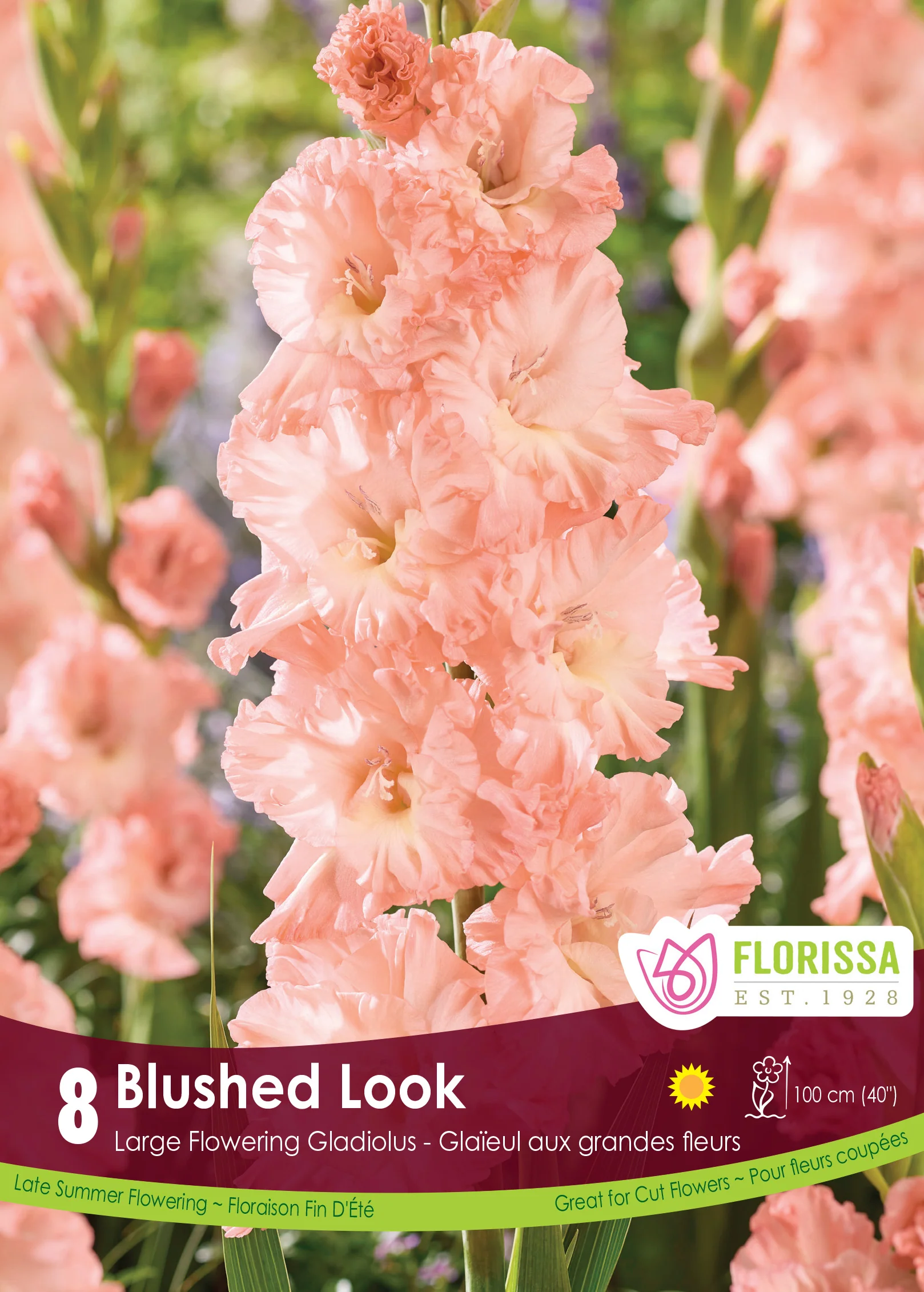 Glaïeul 'Blushed Look'