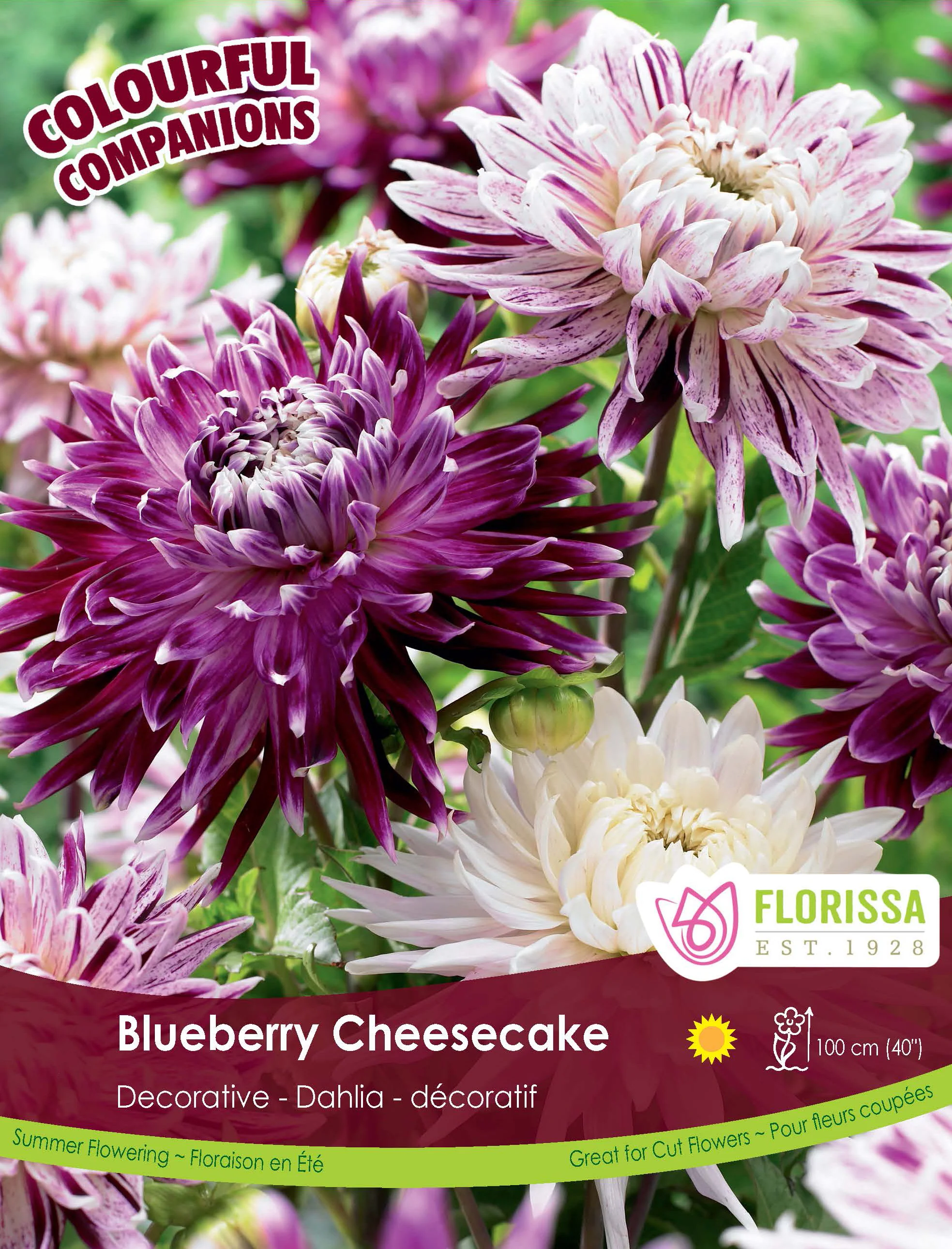 Harmonie 'Blueberry Cheesecake'