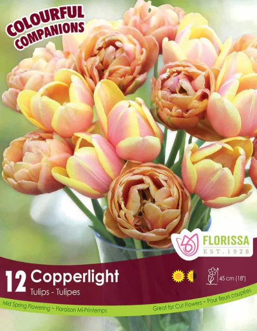 Harmonie Florale 'Copperlight'