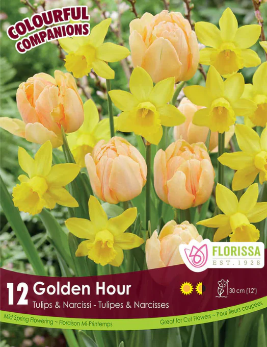 Harmonie Florale 'Golden Hour'