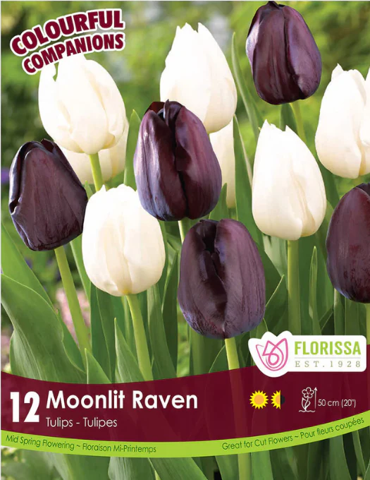 Harmonie Florale 'Moonlit Raven'