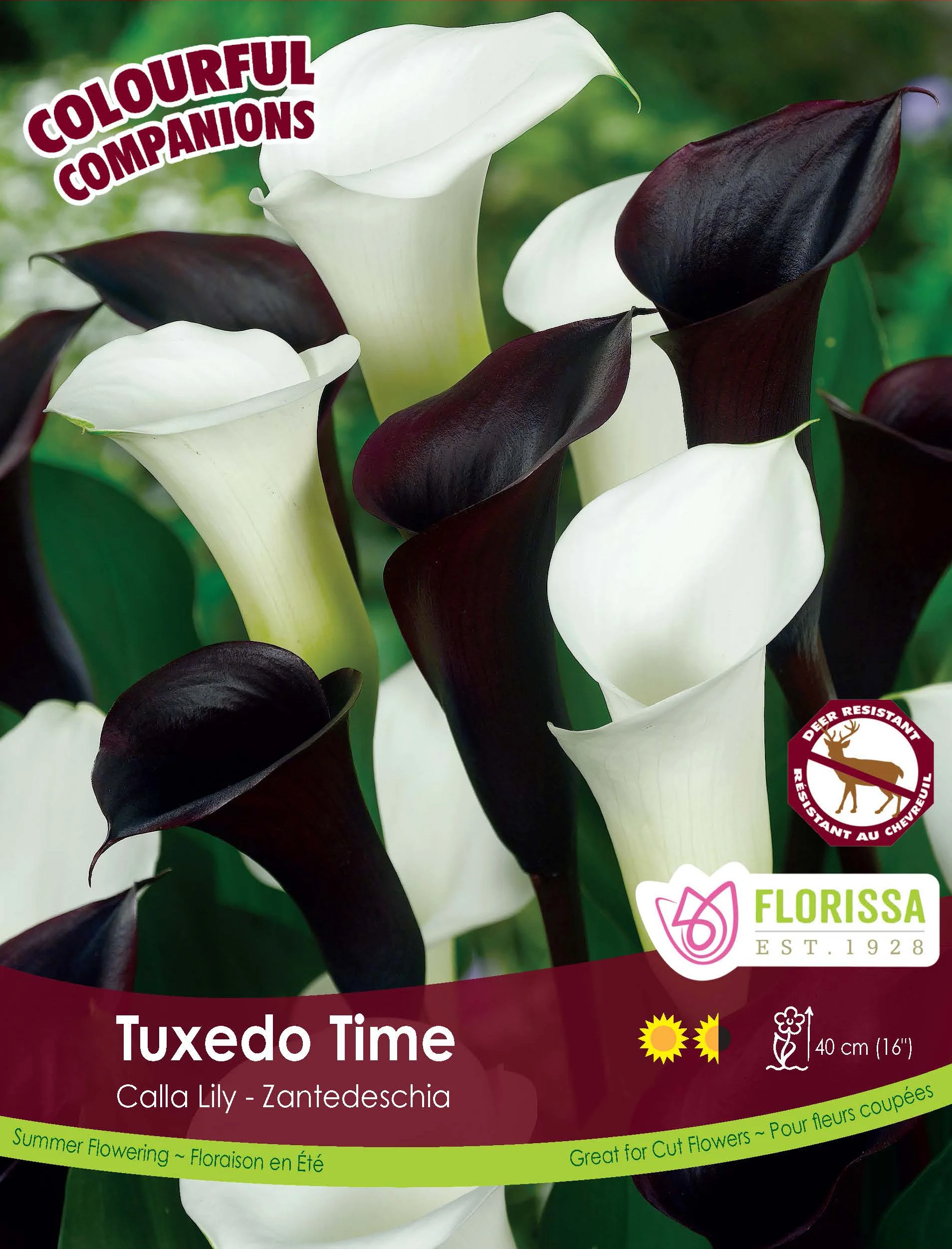 Harmonie 'Tuxedo Time'