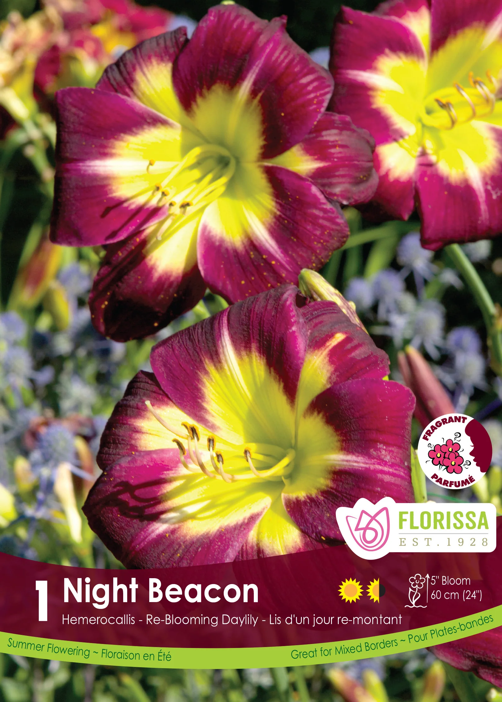 Hémérocalle 'Night Beacon'
