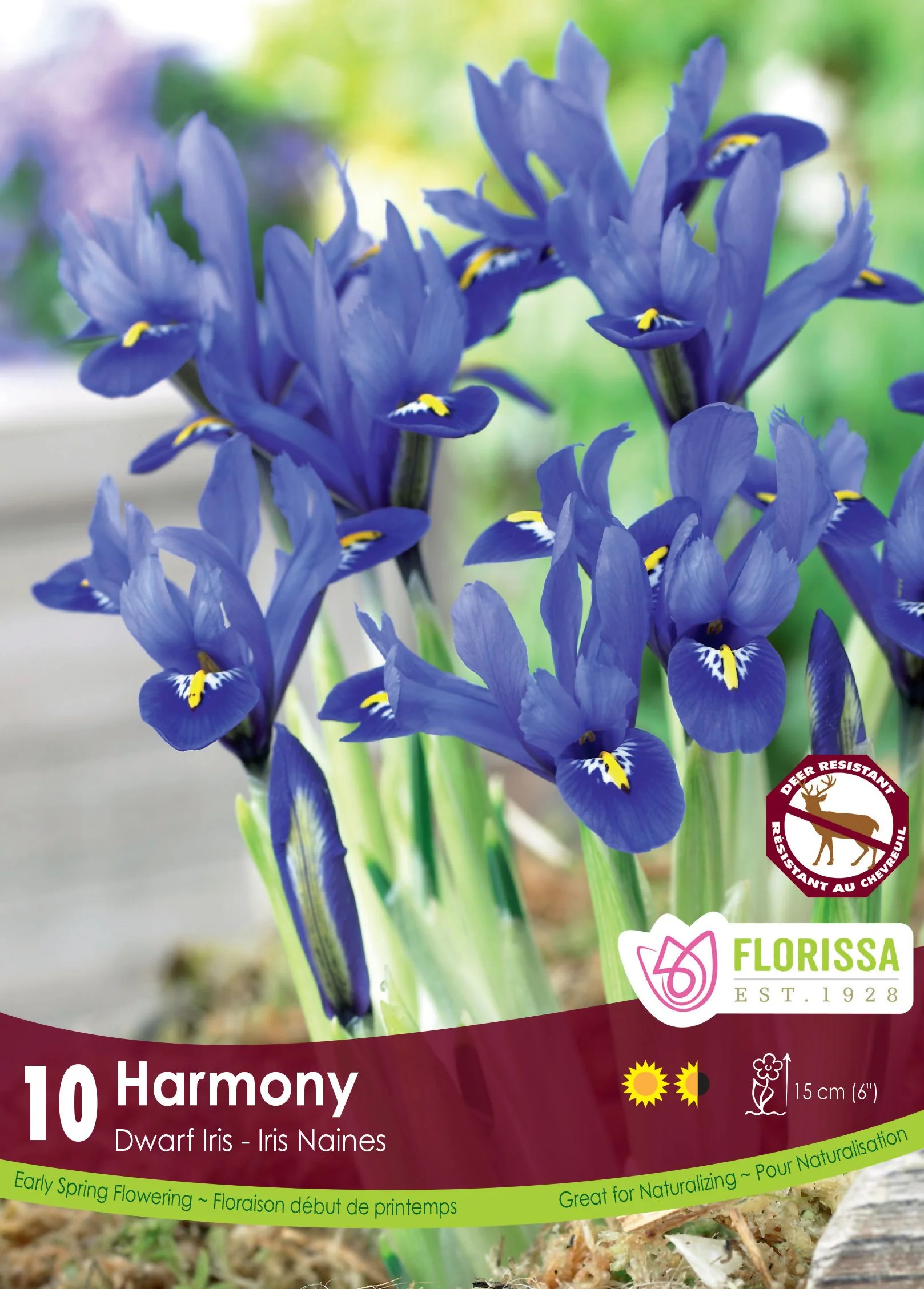 Iris Nain Harmony