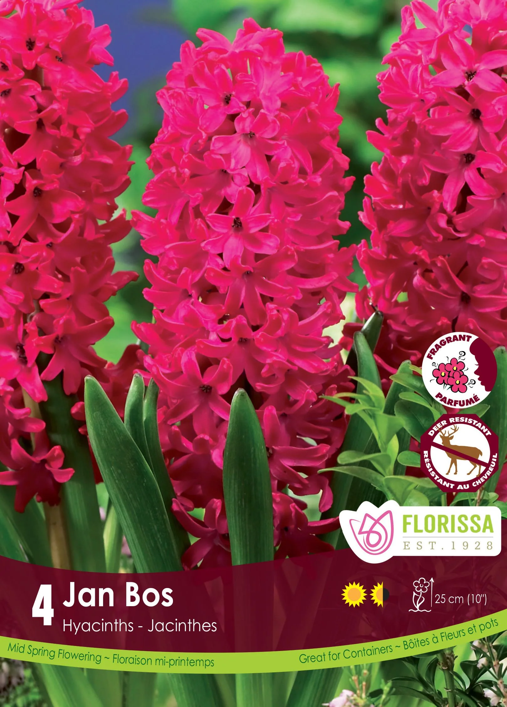Jacinthe Jan Bos