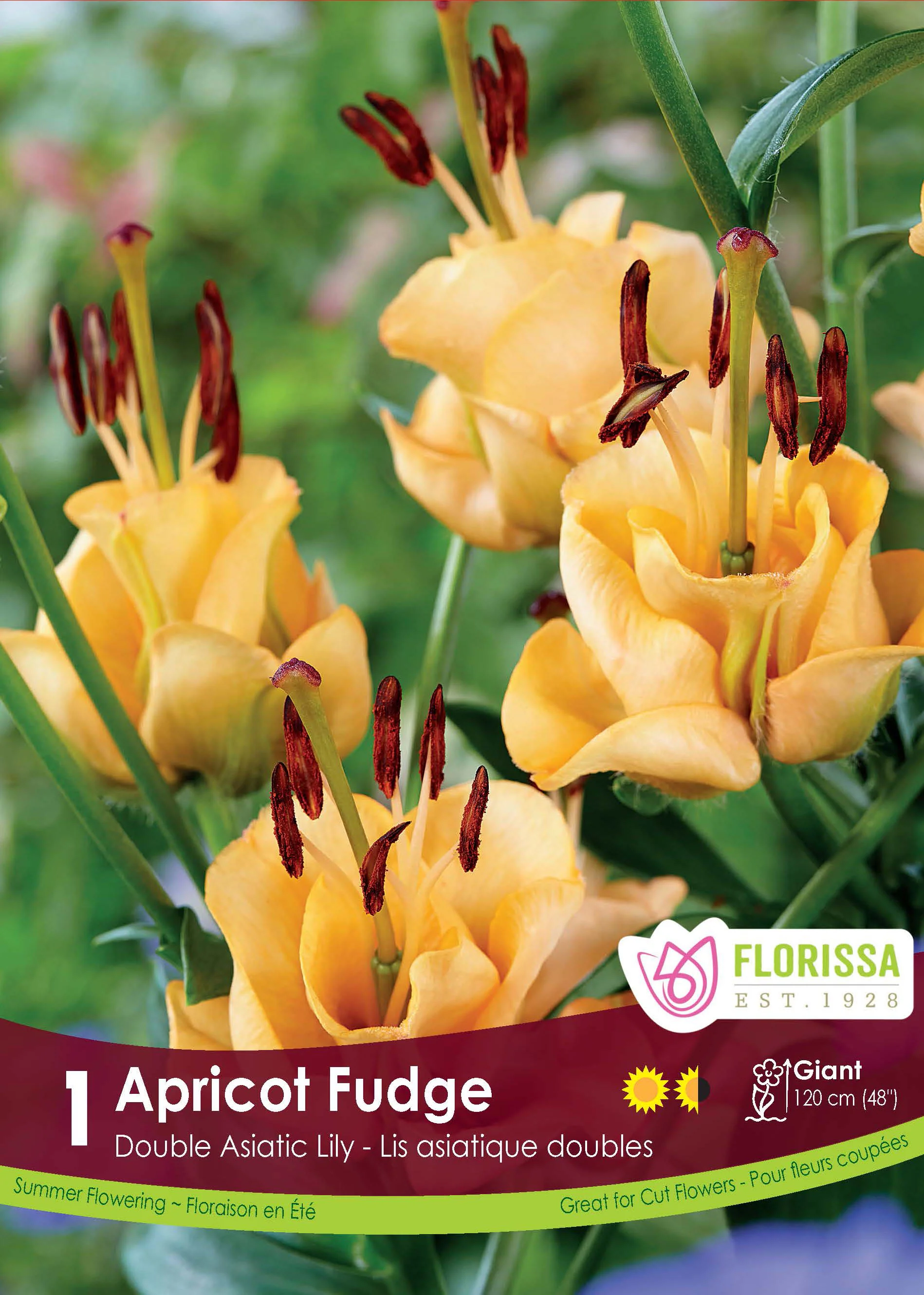 Lis 'Apricot Fudge'