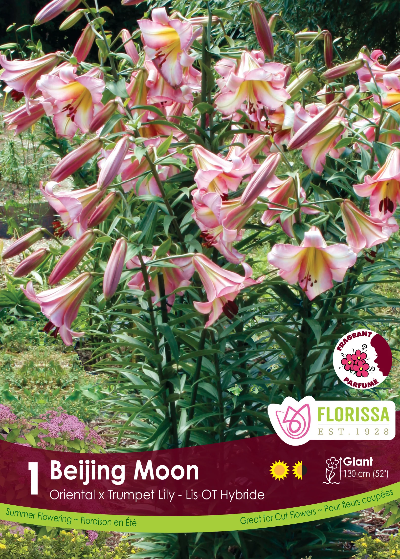 Lis 'Beijing Moon'
