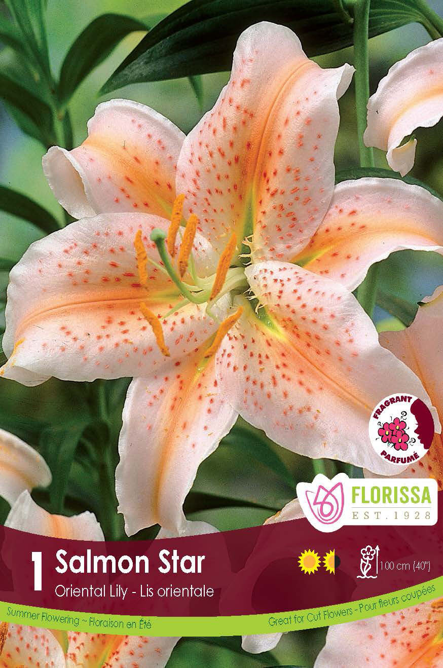 Lis 'Salmon Star'