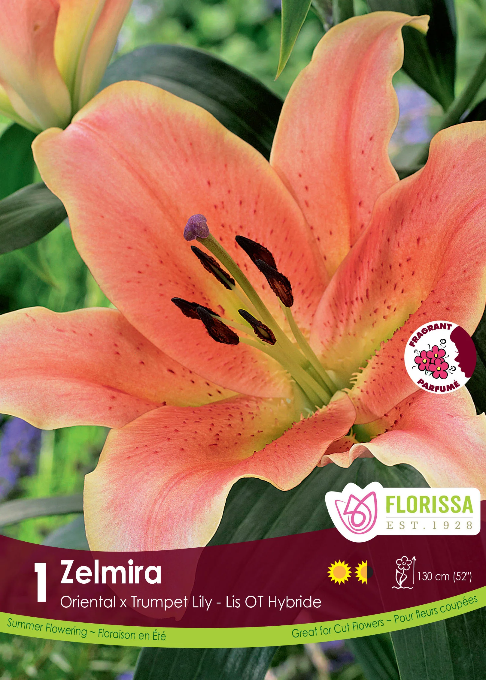 Lis 'Zelmira'