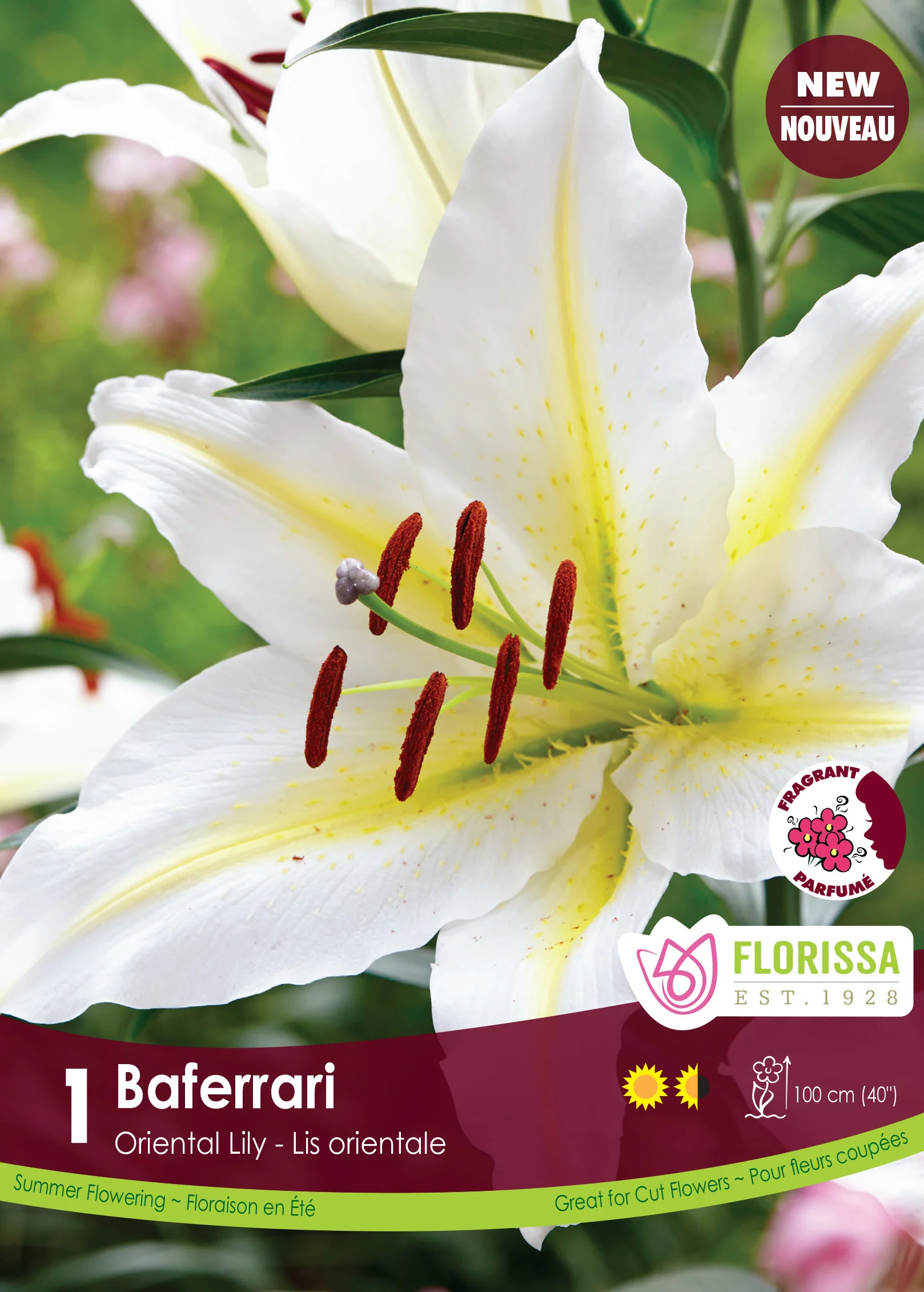 Lis oriental 'Baferrari'
