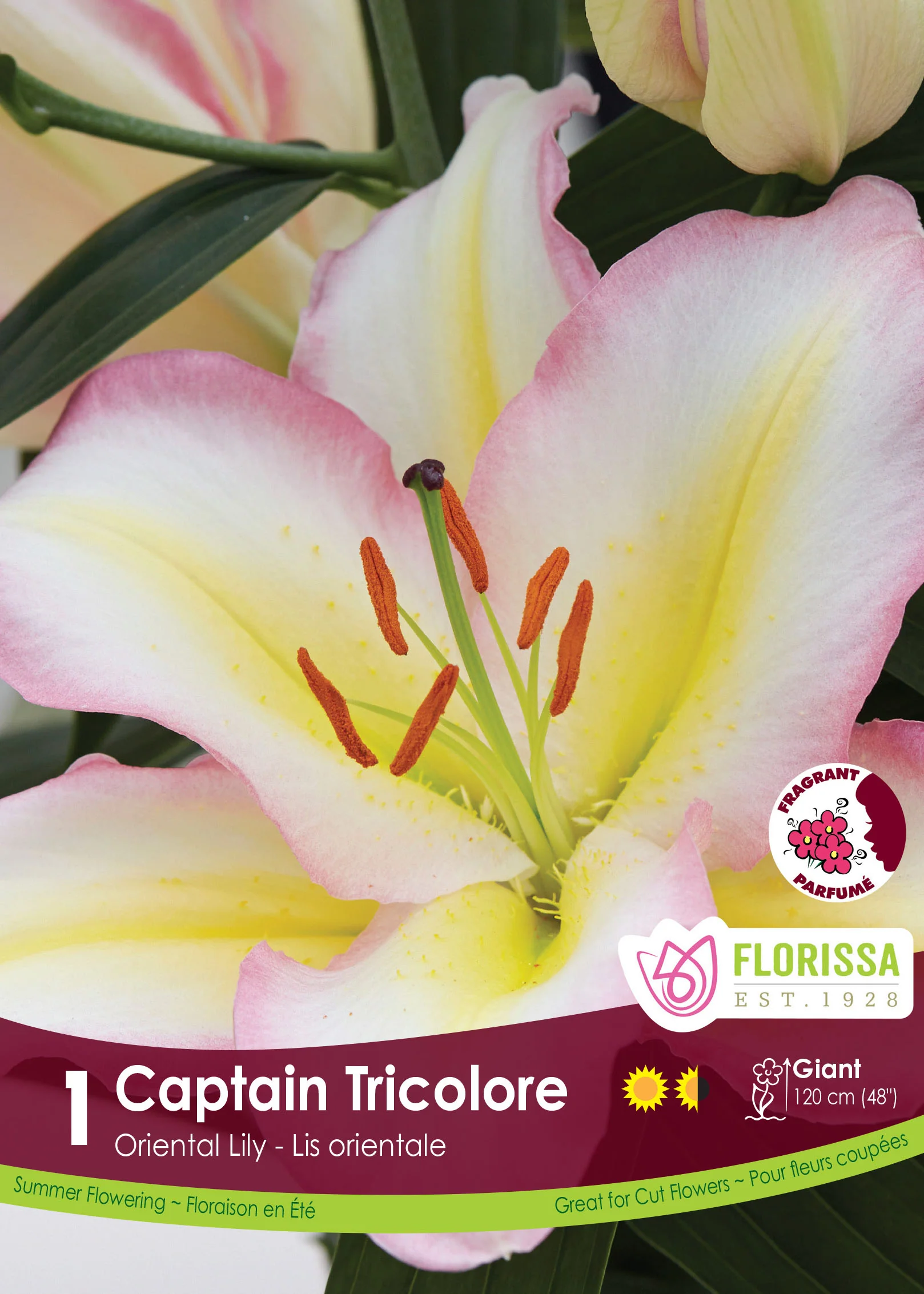 Lis oriental 'Captain Tricolore'