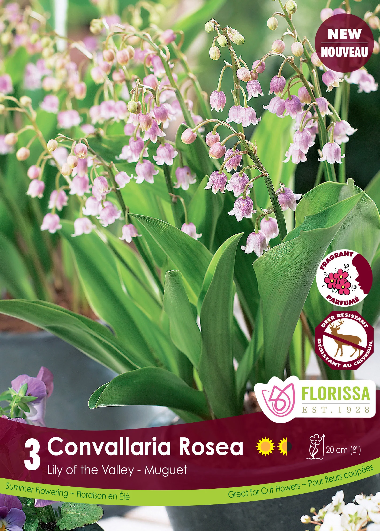Muguet 'Convallaria Rosea'