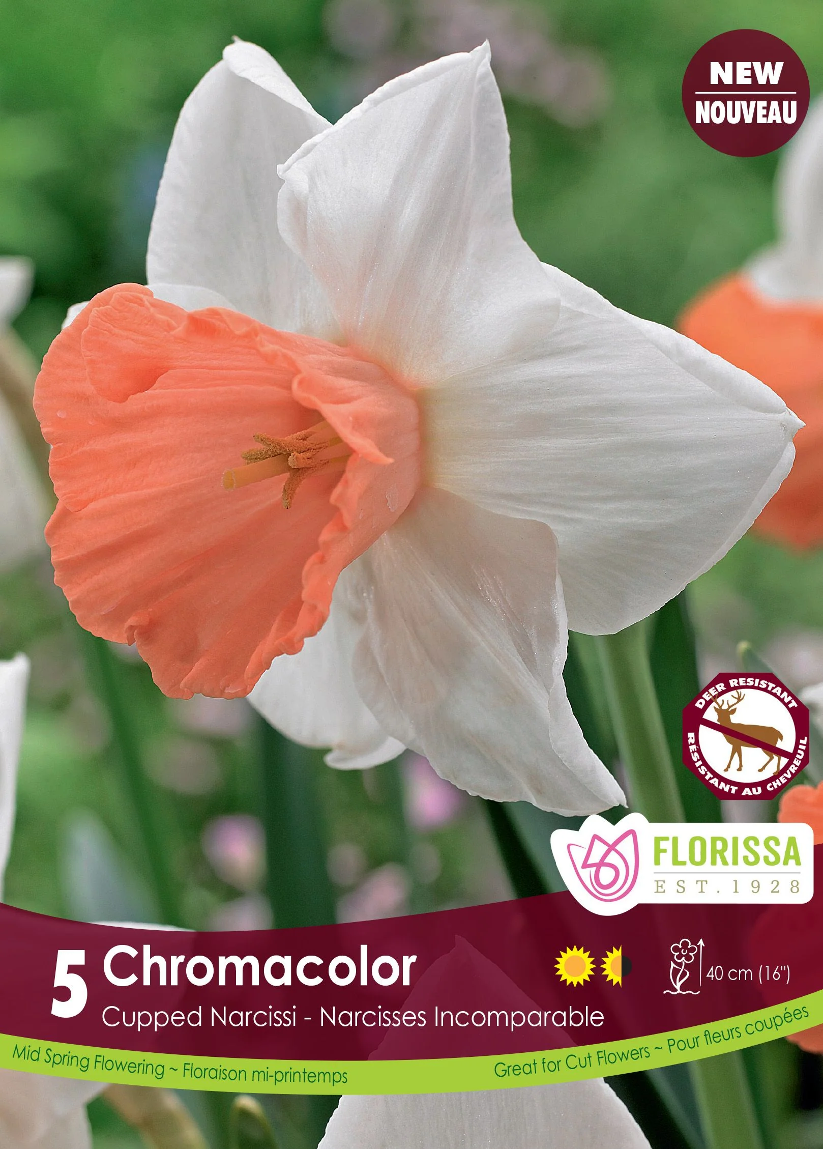 Narcisse Chromacolor