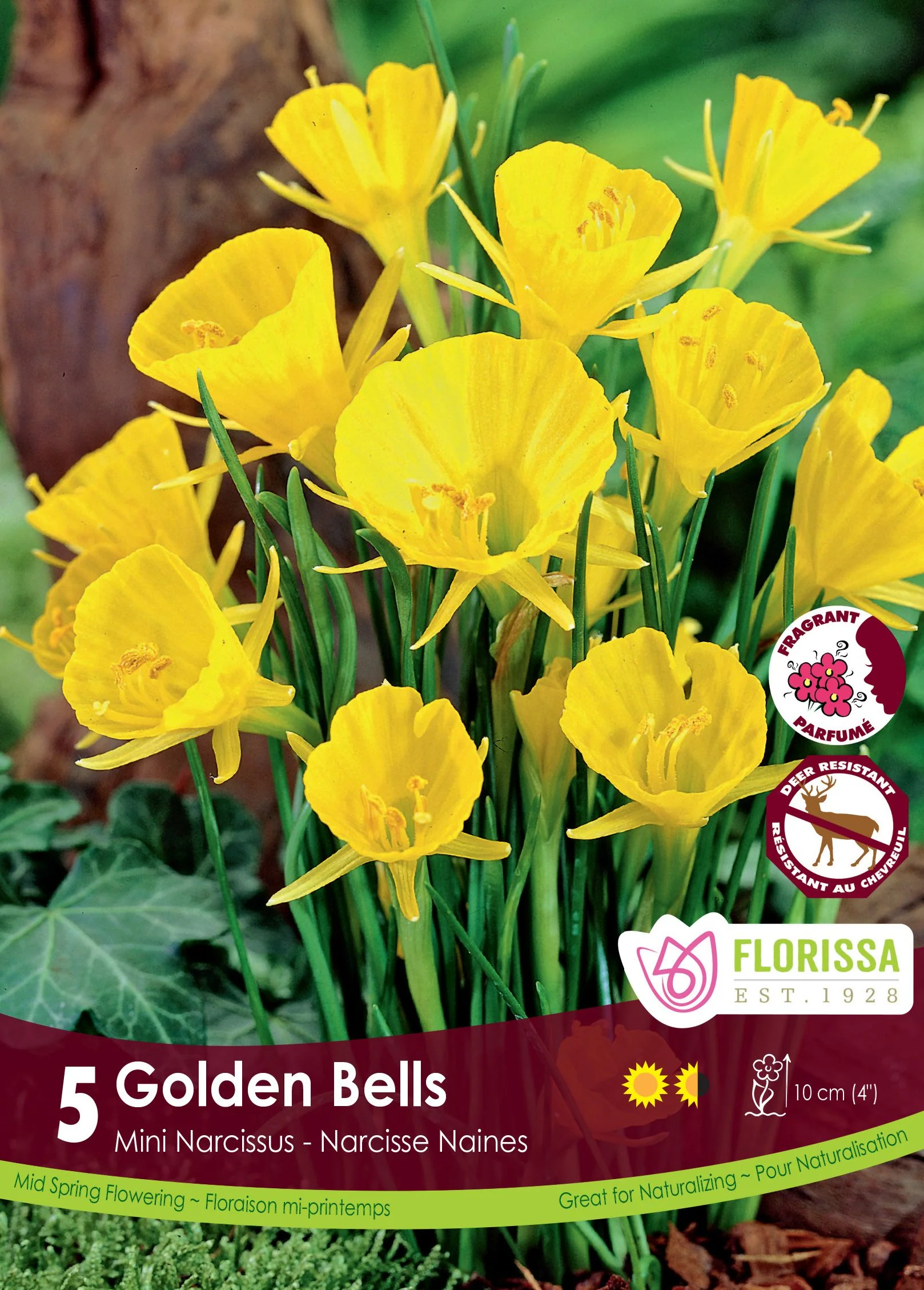 Narcisse Golden Bells