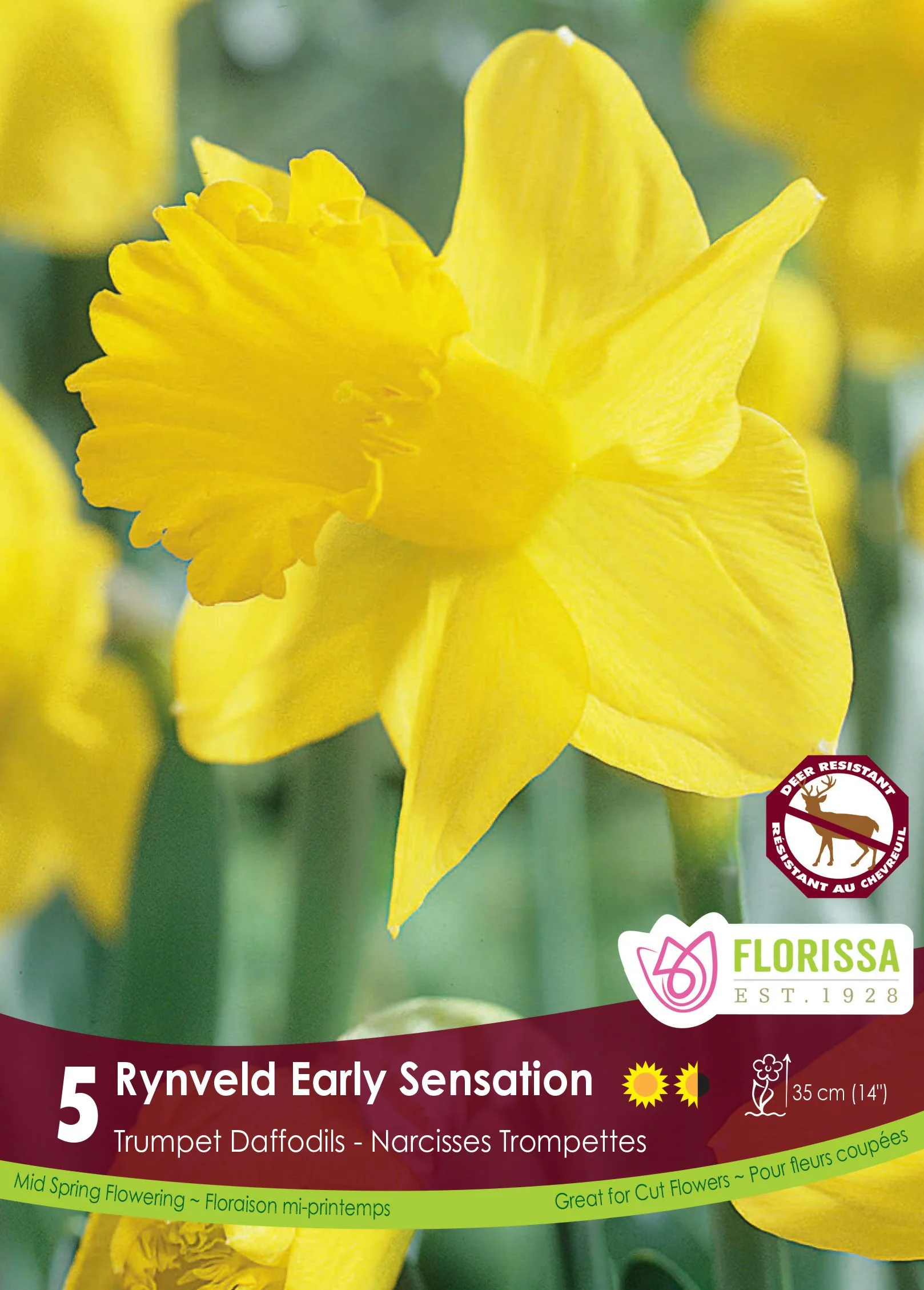 Narcisse Rynveld Early Sensation