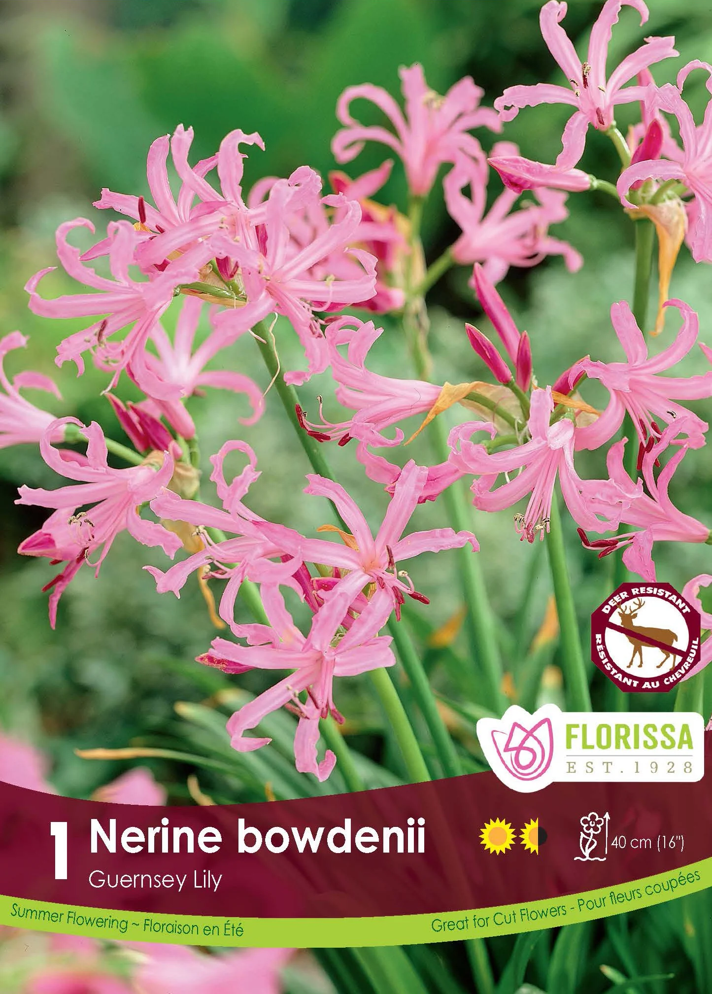 Nérine 'Bowdenii'