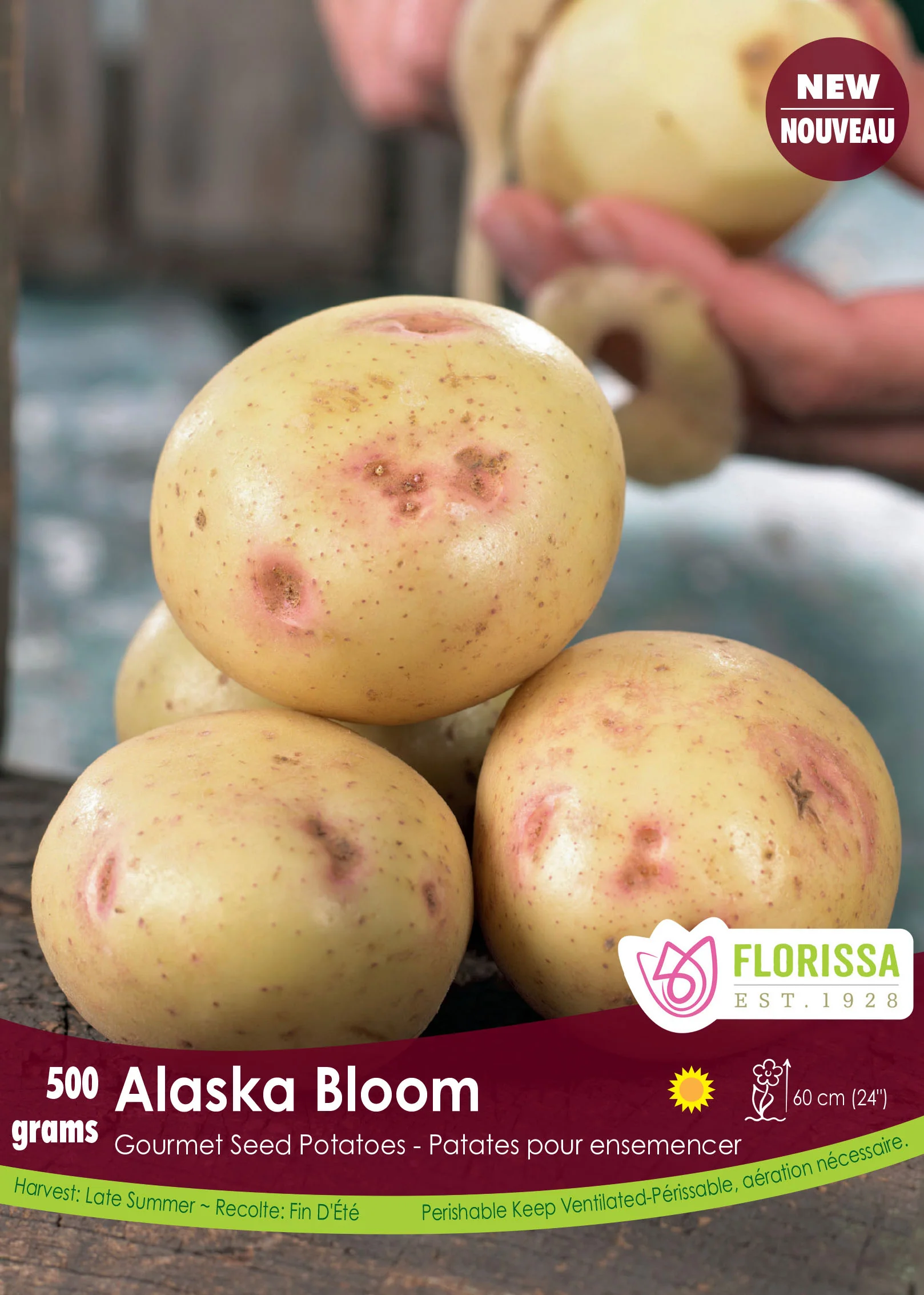 Pomme de terre 'Alaska Bloom'