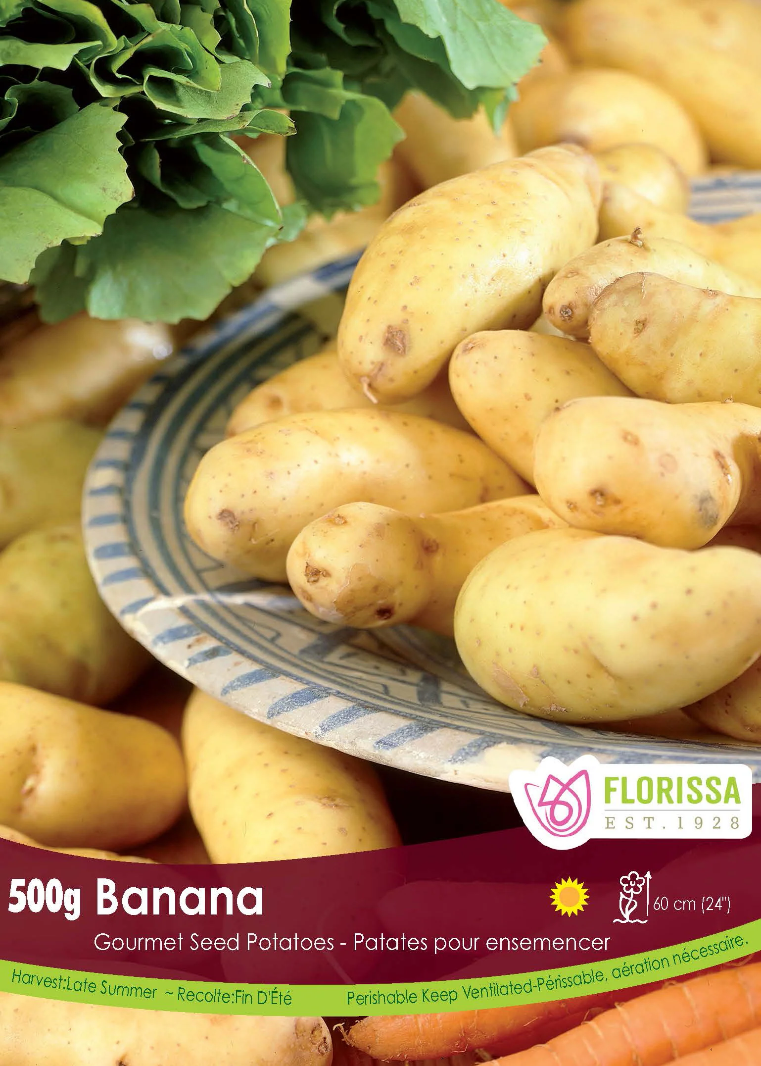 Pomme de terre 'Banana'