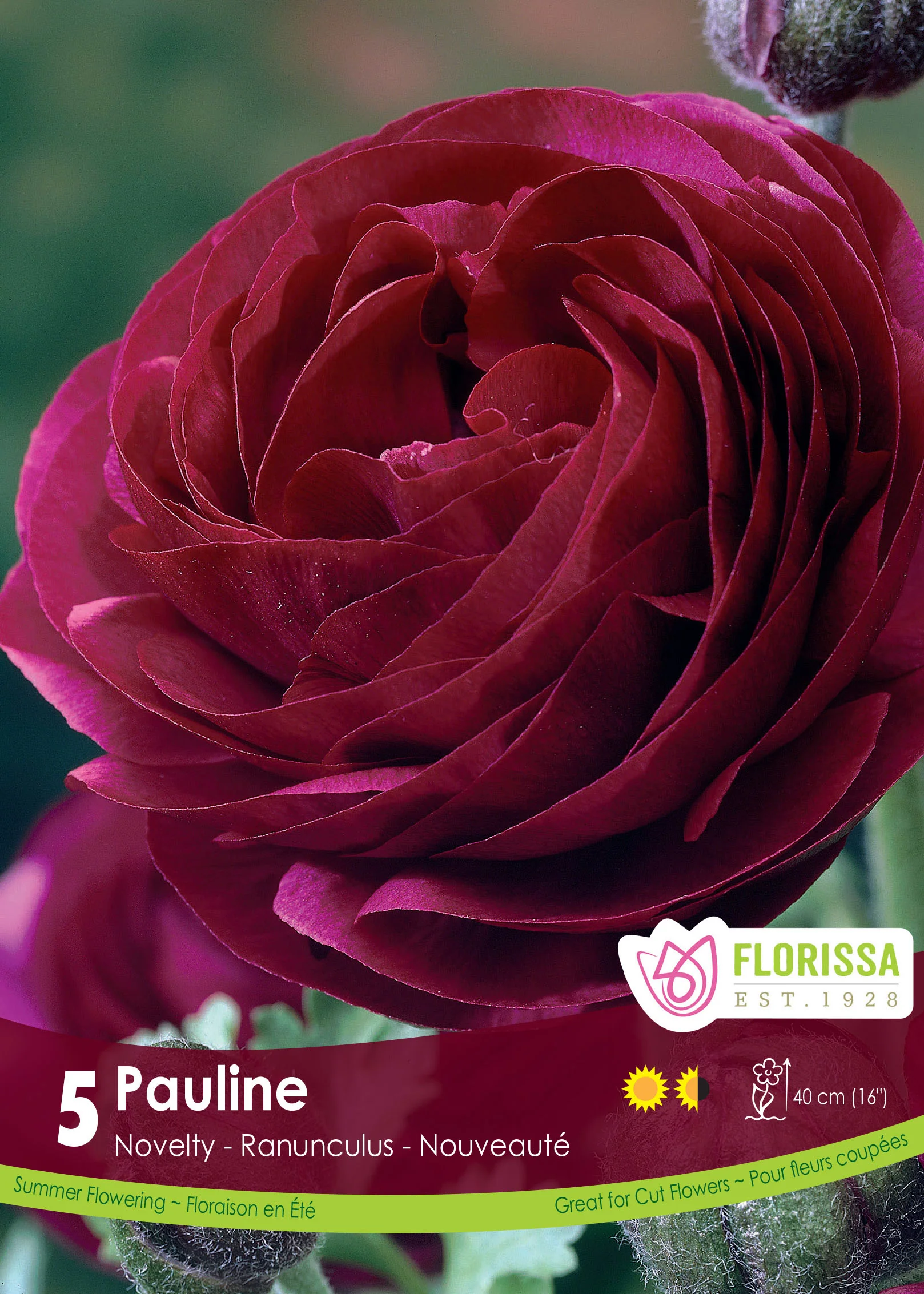 Renoncule 'Pauline'