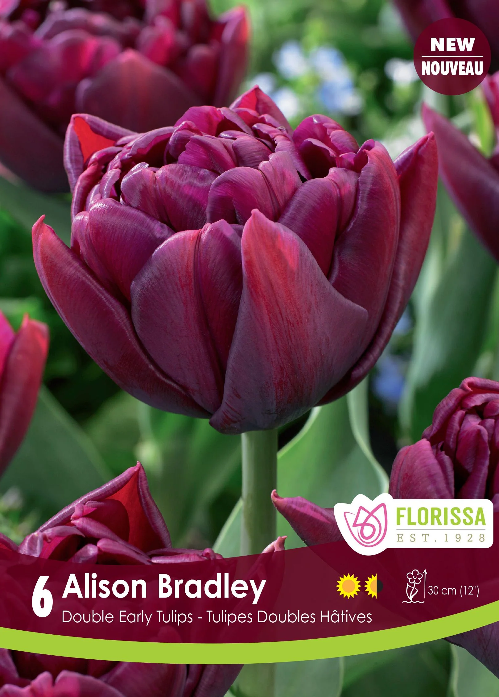 Tulipe Alison Bradley