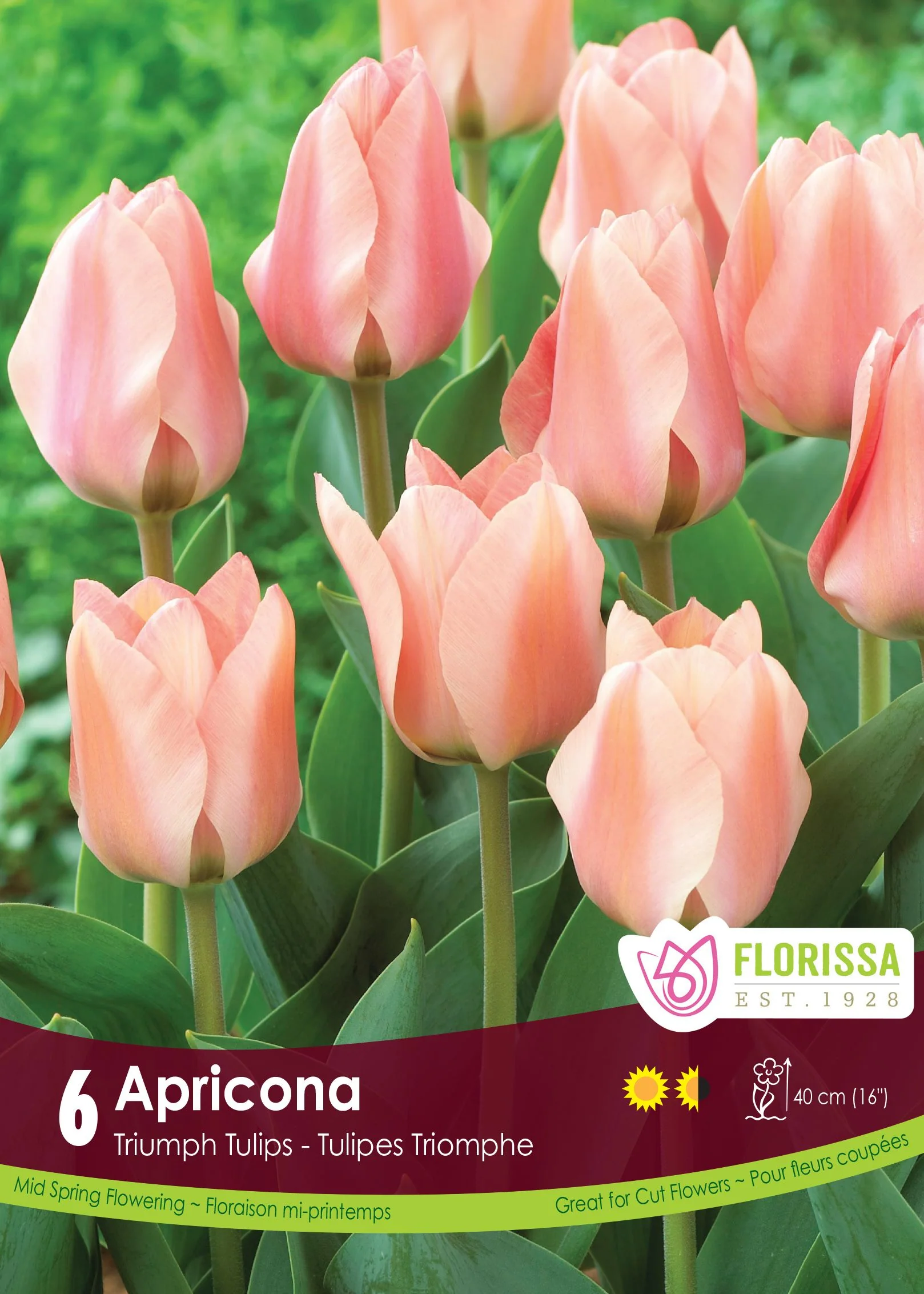 Tulipe Apricona