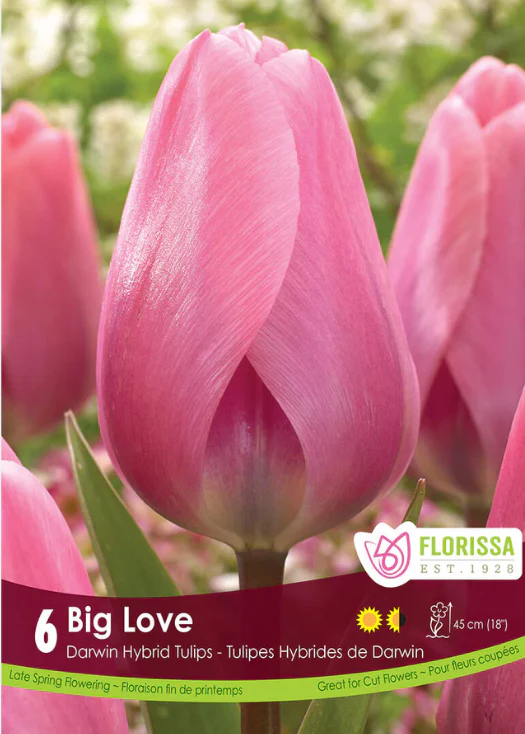 Tulipe 'Big Love'