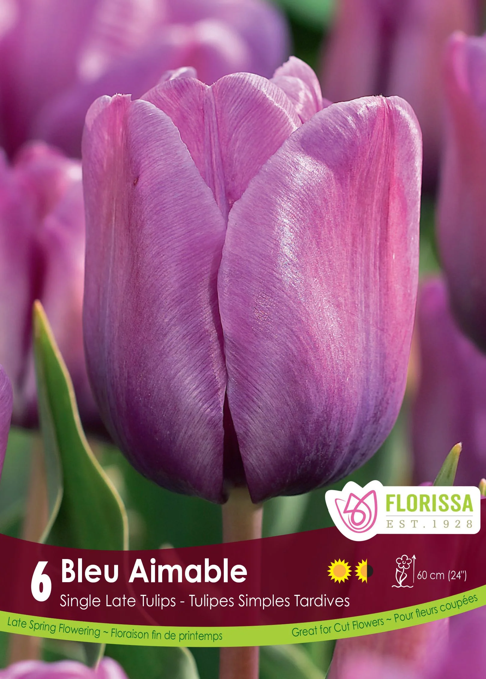 Tulipe Bleu Aimable