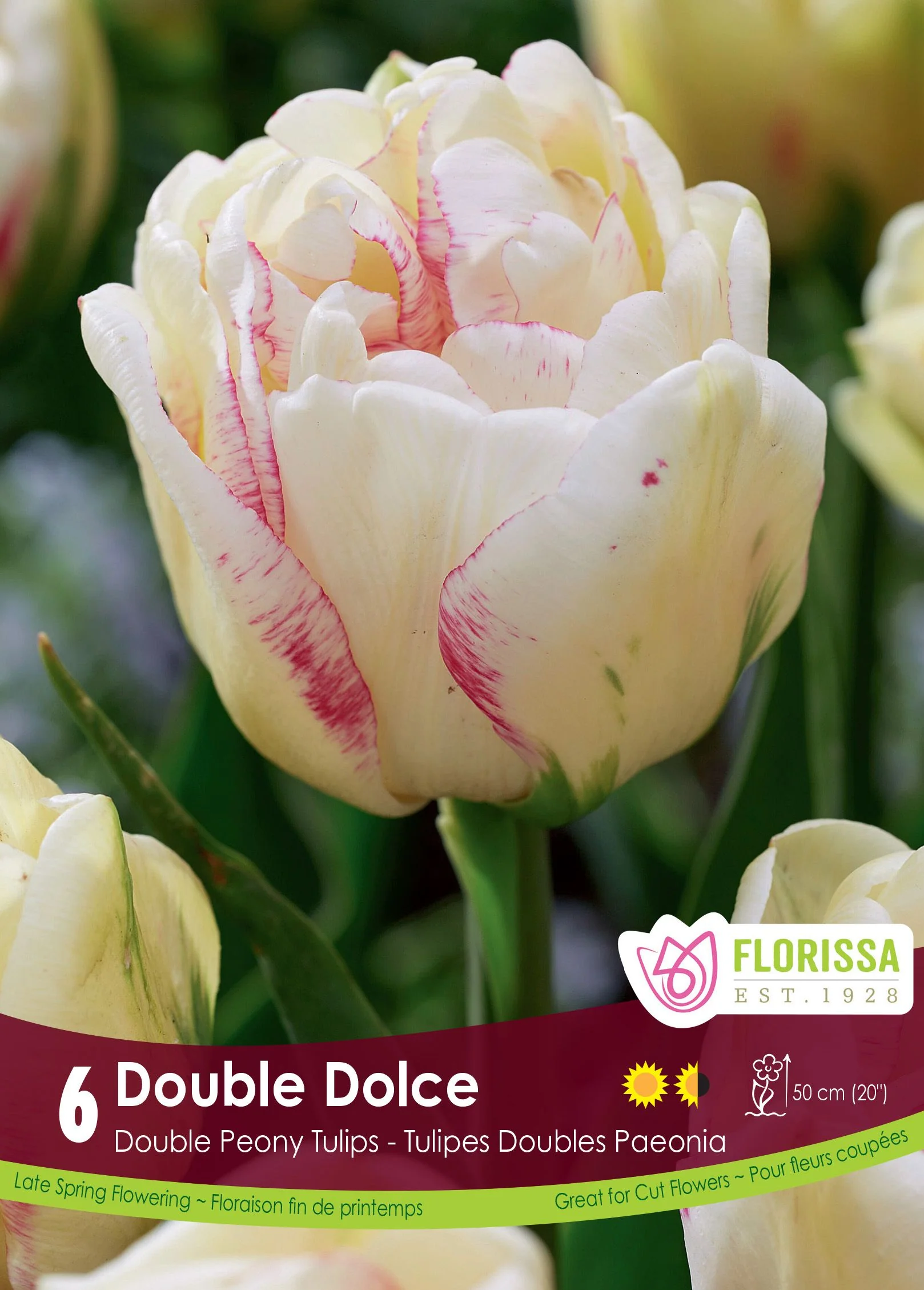 Tulipe Double Dolce